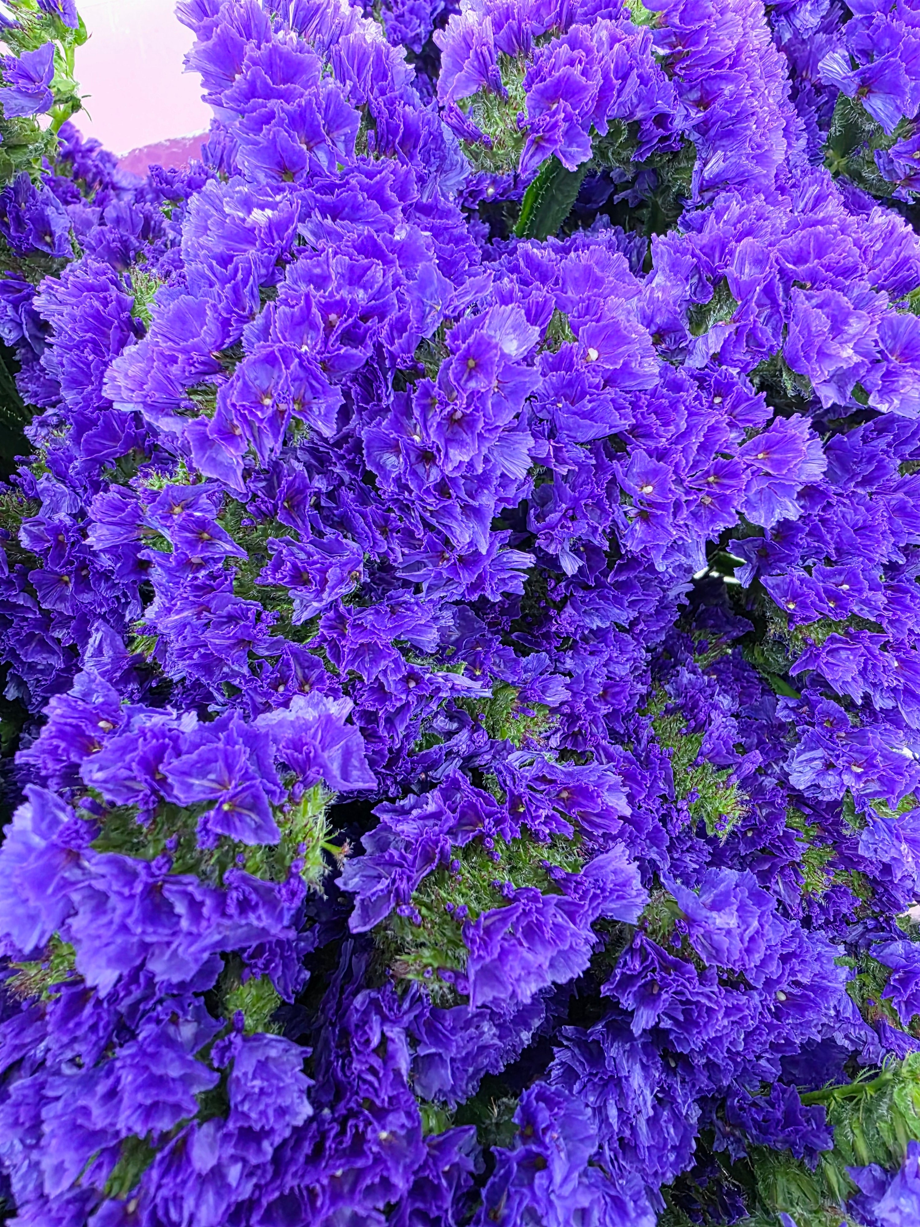 Farm Fresh Limonium Sinuatum Cry Dark Blue(Bunch of 25 stems, Length 80cm)