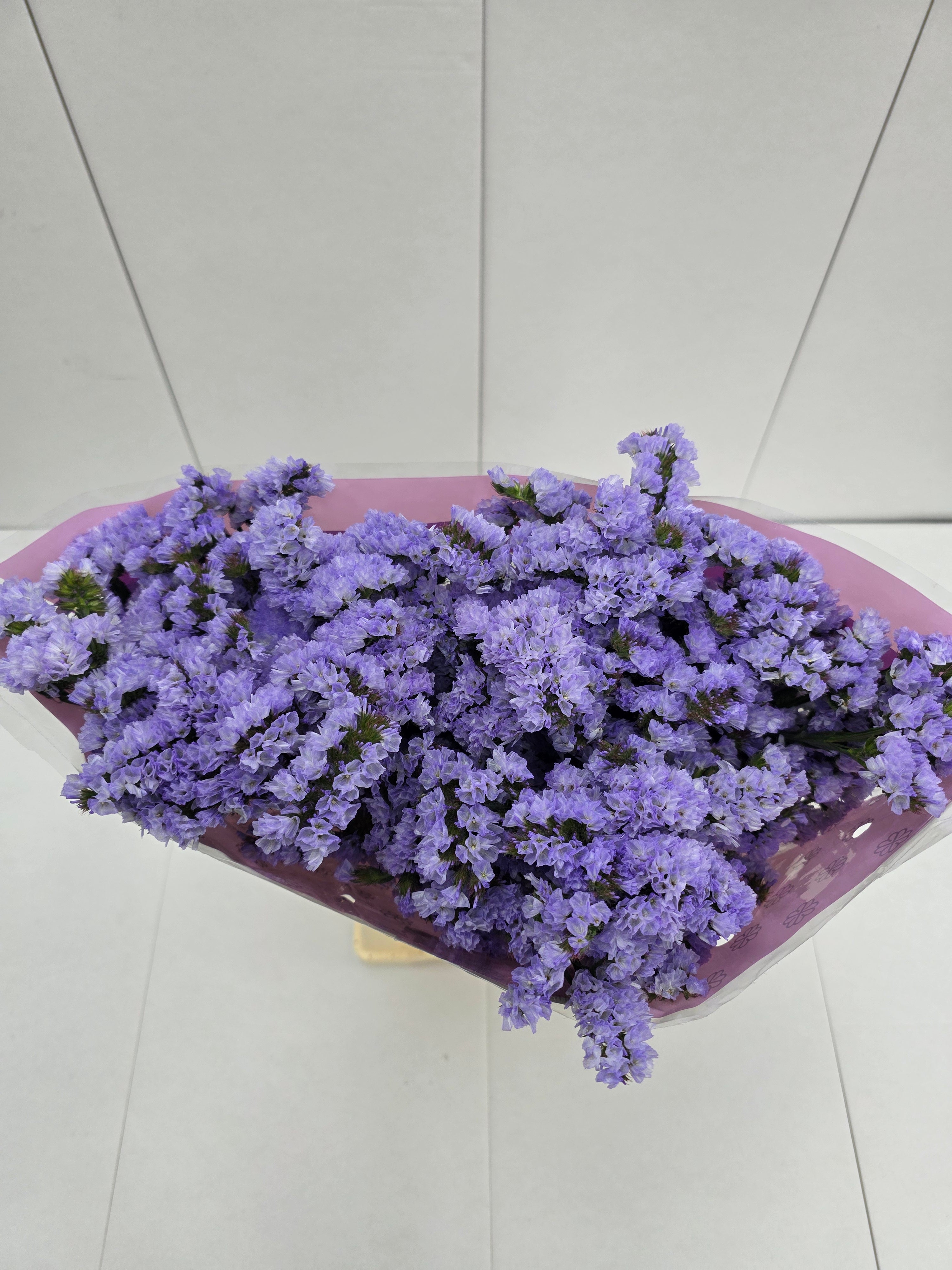 Farm Fresh Limonium Sinuatum Donau Birds(Bunch of 25 stems, Length 70cm)