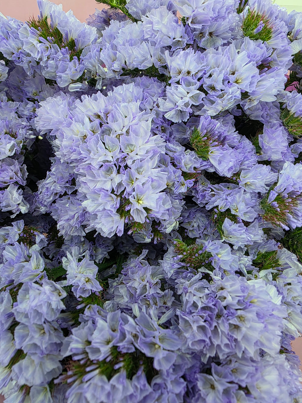 Farm Fresh Limonium Sinuatum Donau Birds(Bunch of 25 stems, Length 70cm)