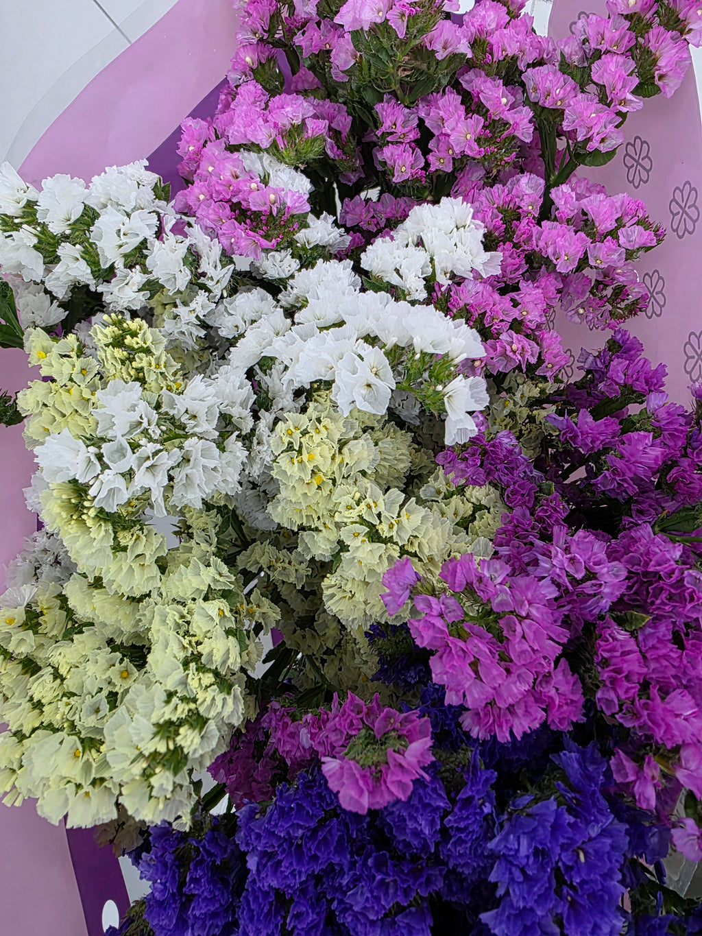 Farm Fresh Limonium Sinuatum Mixed (Bunch of 25 stems, Length 80cm)