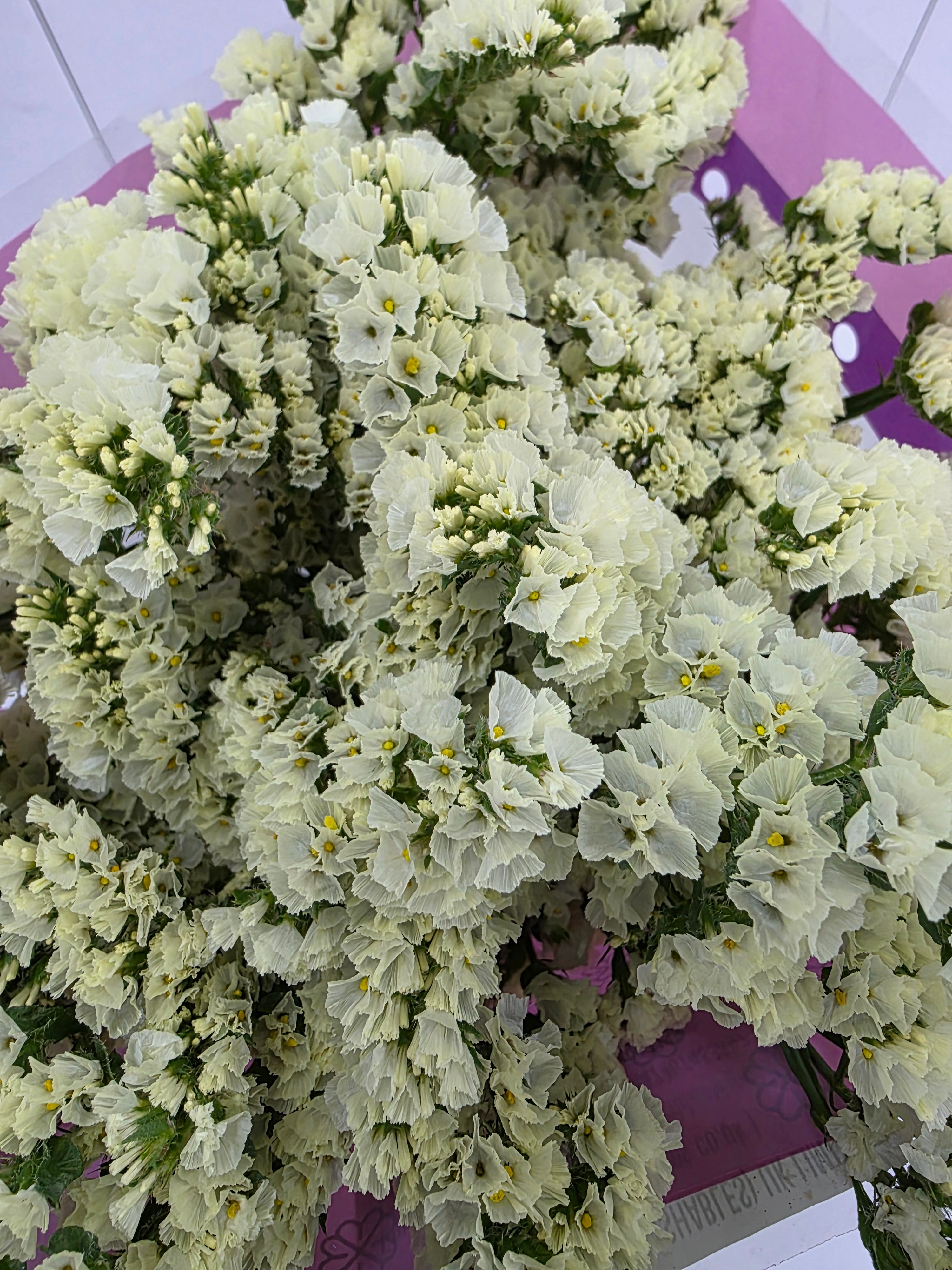 Farm Fresh Limonium Yellow Birds (Bunch of 25stems, Length 80cm)
