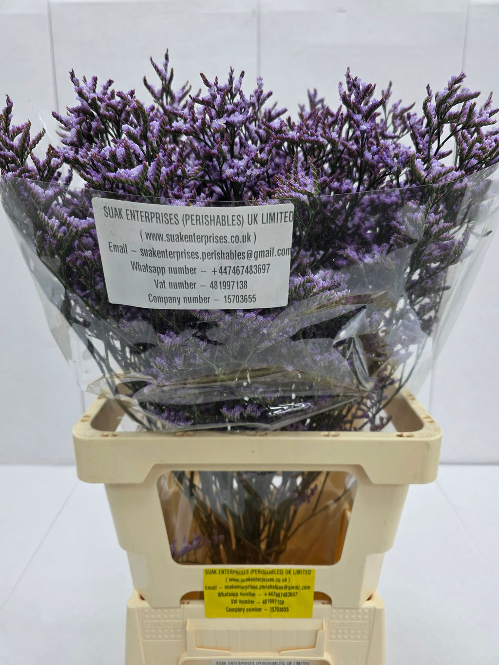 Farm Fresh Limonium Saf Lilac(Bunch of 25stems, Length 80cm)
