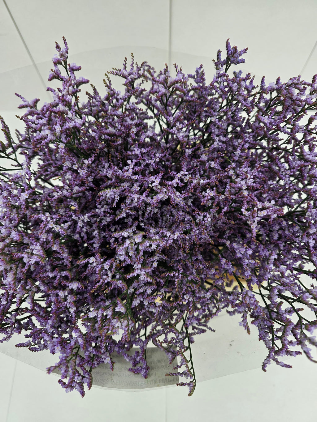 Farm Fresh Limonium Saf Lilac(Bunch of 25stems, Length 80cm)