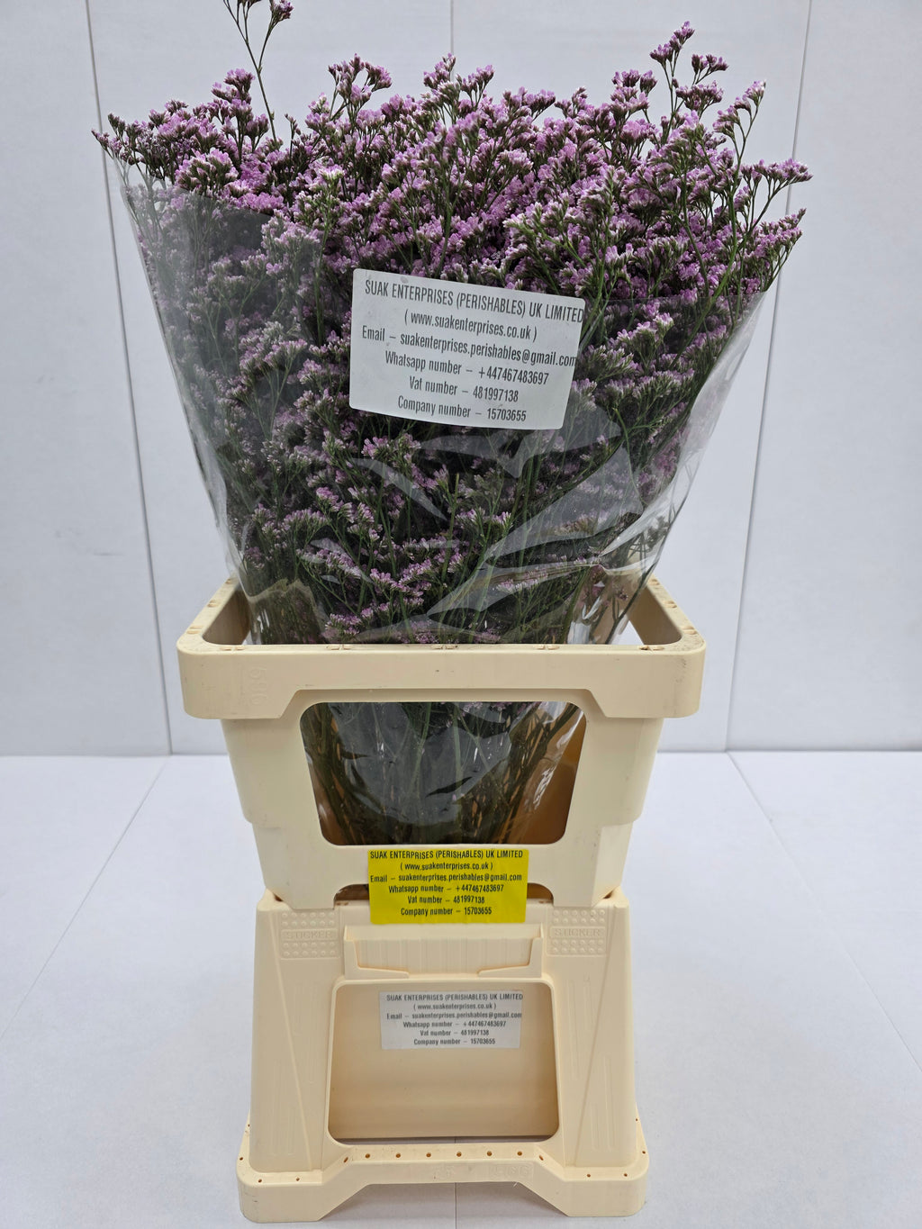 Farm Fresh Limonium Saf Oshi Pink(Bunch of 25stems, Length 70cm)