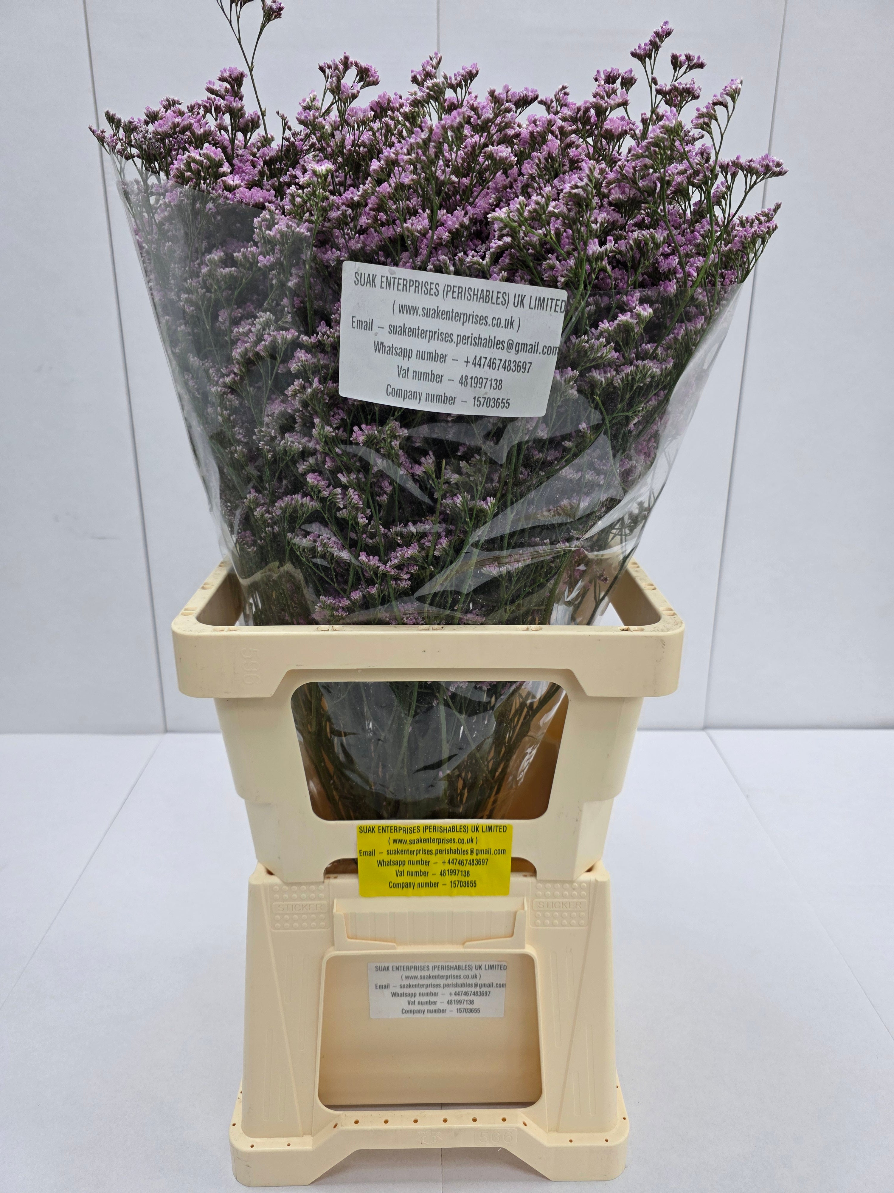 Farm Fresh Limonium Saf Oshi Pink(Bunch of 25stems, Length 70cm)