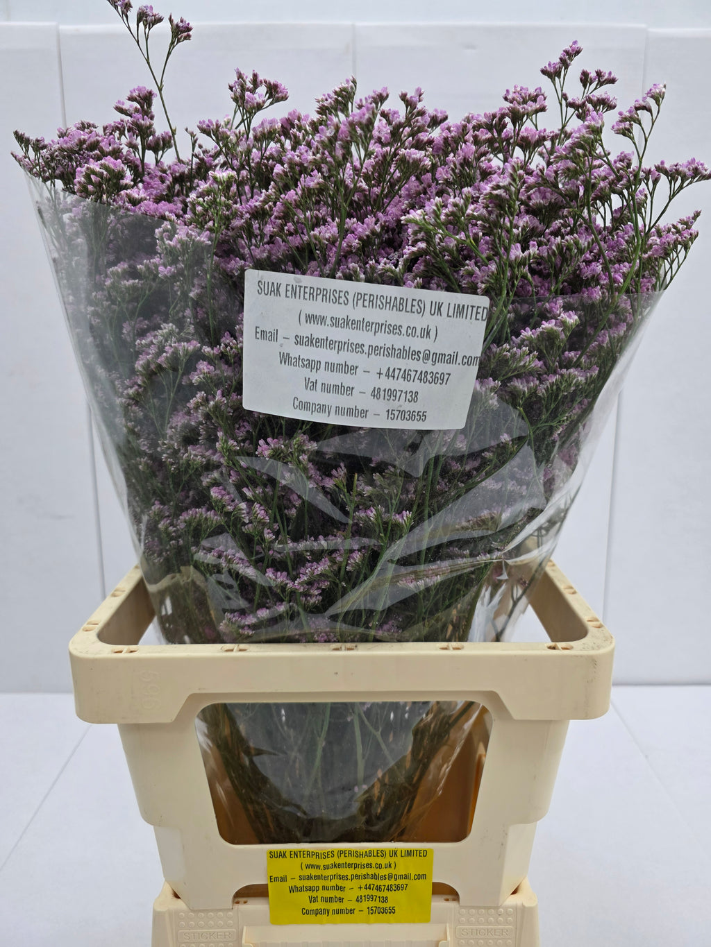 Farm Fresh Limonium Saf Oshi Pink(Bunch of 25stems, Length 70cm)