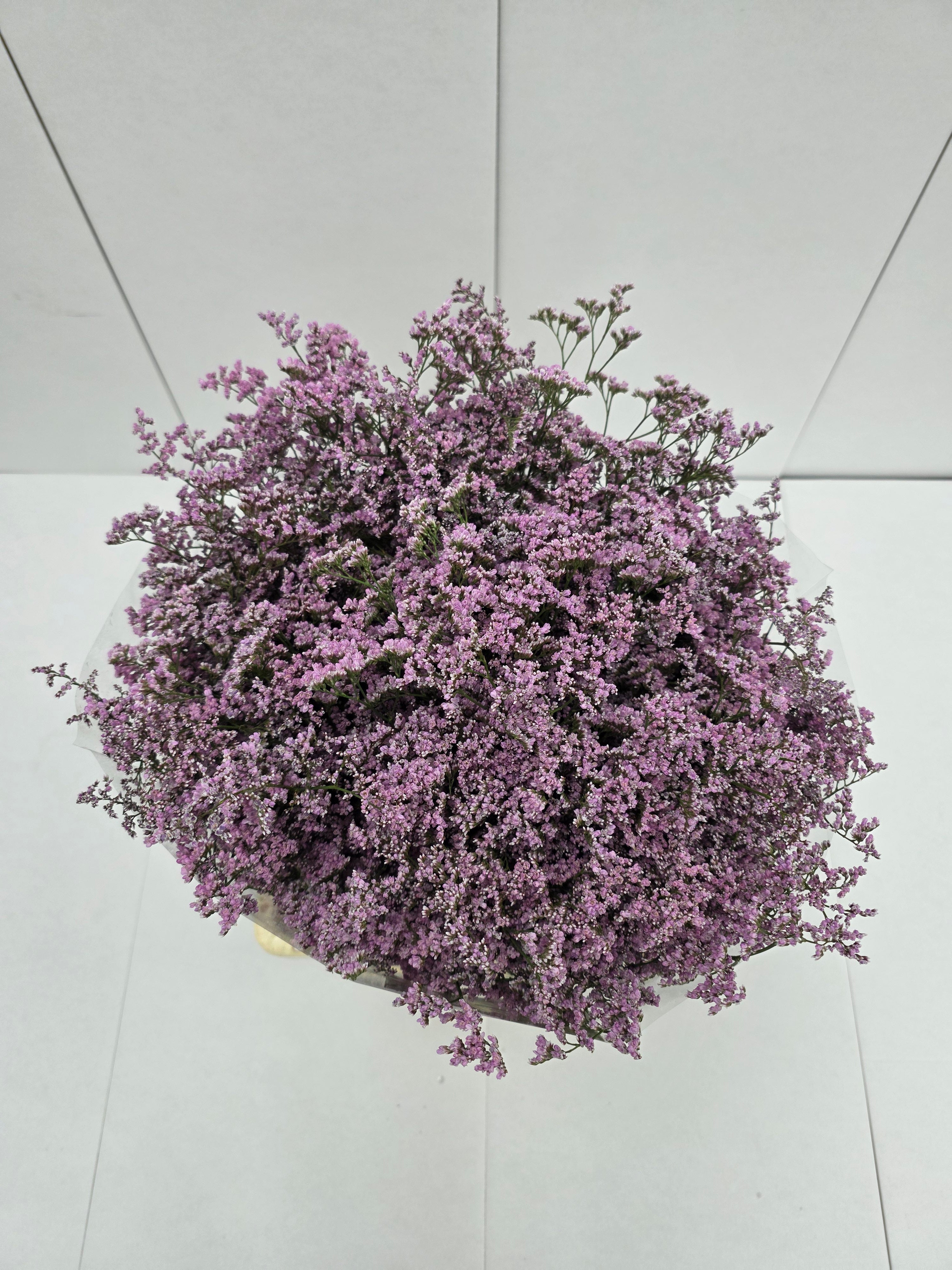 Farm Fresh Limonium Saf Oshi Pink(Bunch of 25stems, Length 70cm)