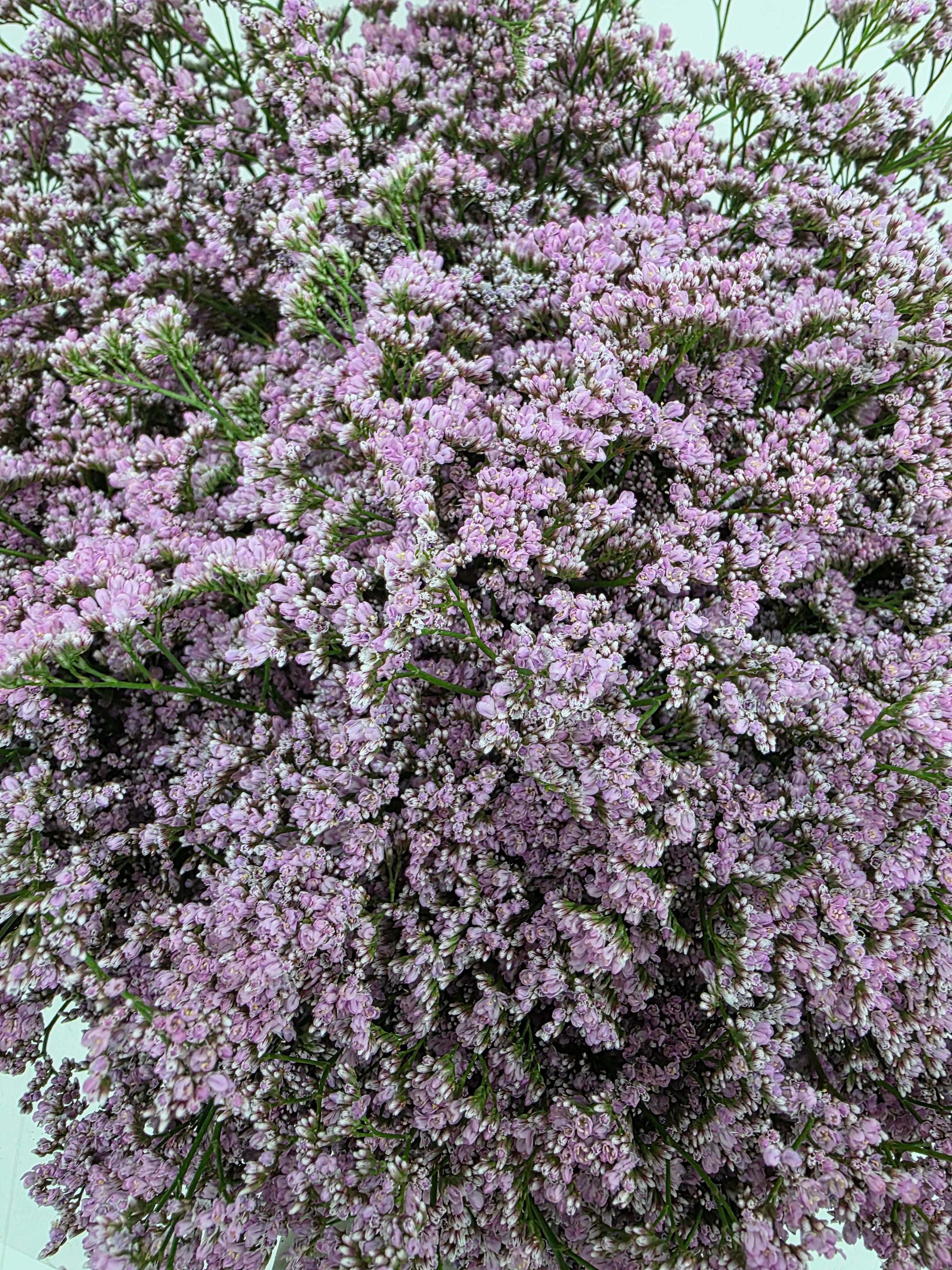 Farm Fresh Limonium Saf Oshi Pink(Bunch of 25stems, Length 70cm)