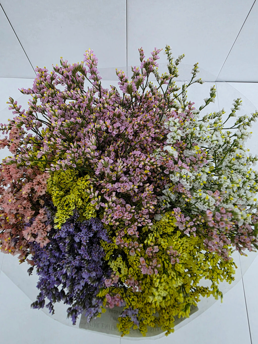 Farm Fresh Limonium Sinuatum China Mixed (Bunch of 25 stems, Length 70cm)