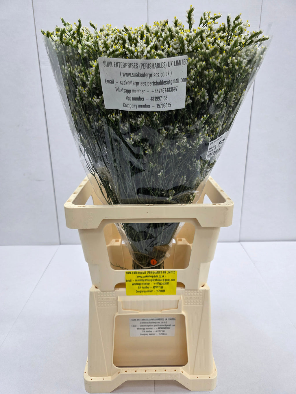 Farm Fresh Limonium Sinuatum China White(Bunch of 25 stems, Length 70cm)