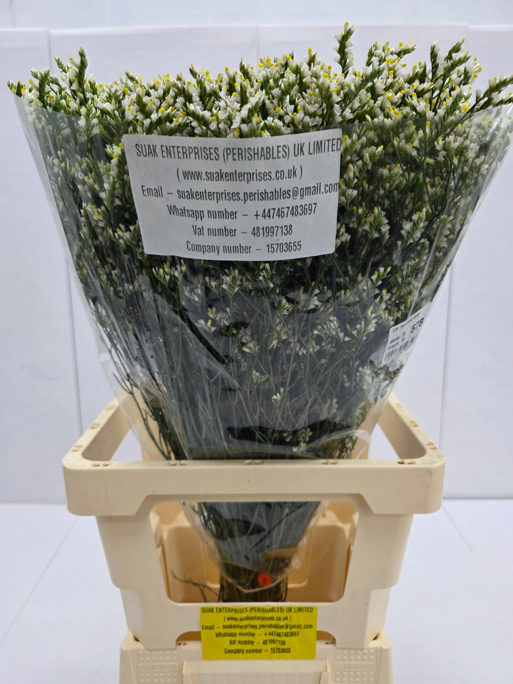Farm Fresh Limonium Sinuatum China White(Bunch of 25 stems, Length 70cm)