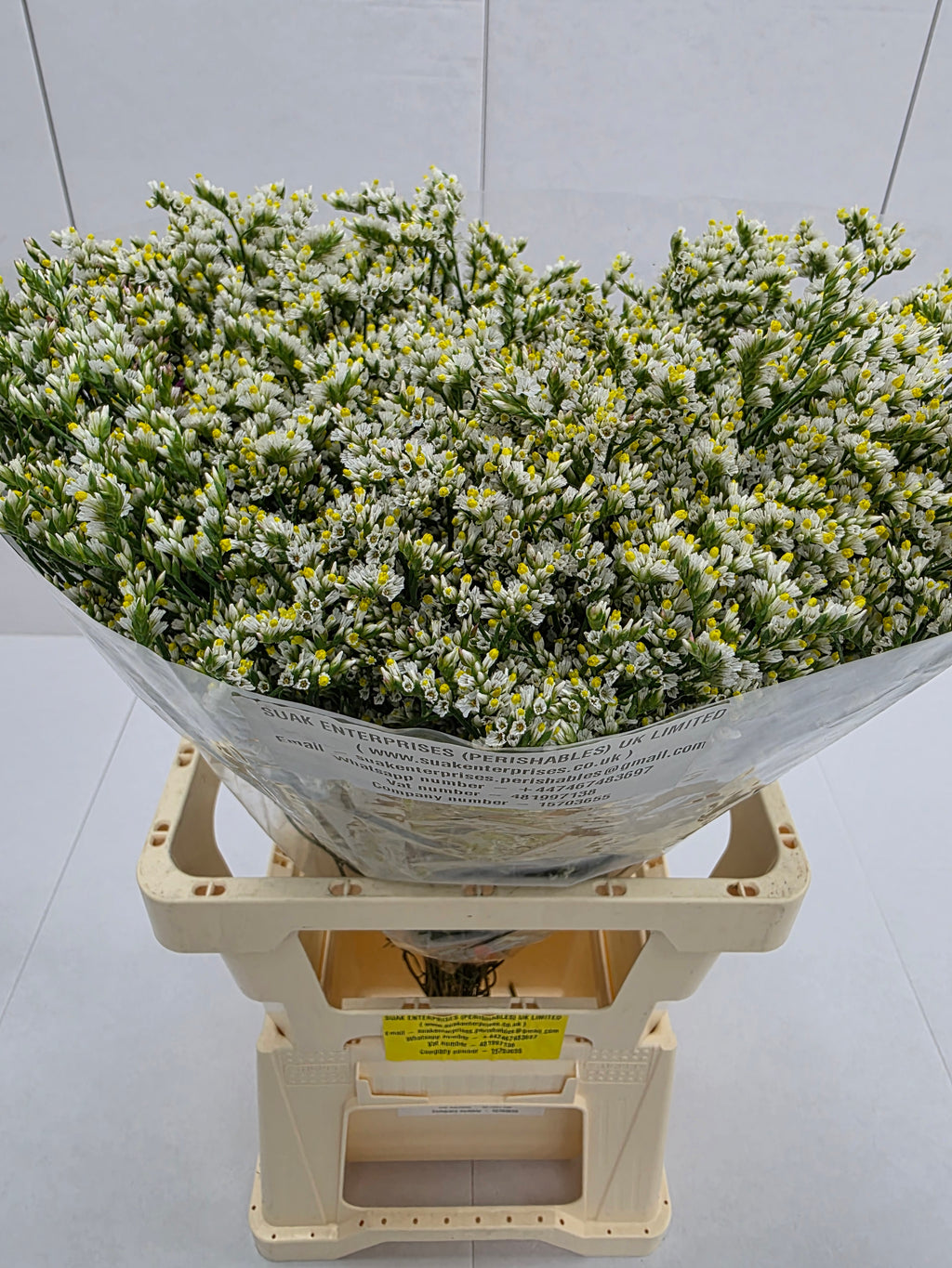 Farm Fresh Limonium Sinuatum China White(Bunch of 25 stems, Length 70cm)