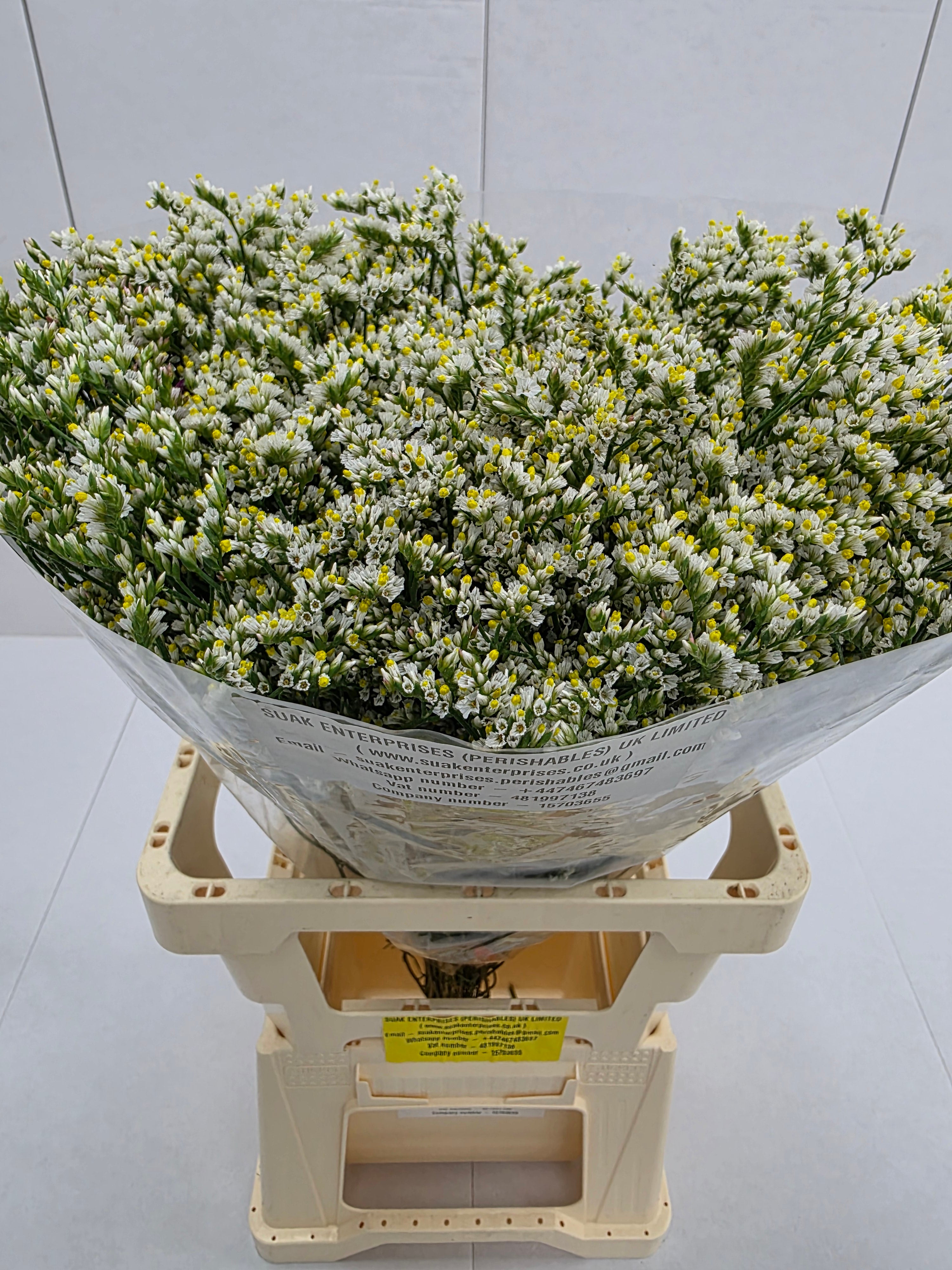 Farm Fresh Limonium Sinuatum China White(Bunch of 25 stems, Length 70cm)