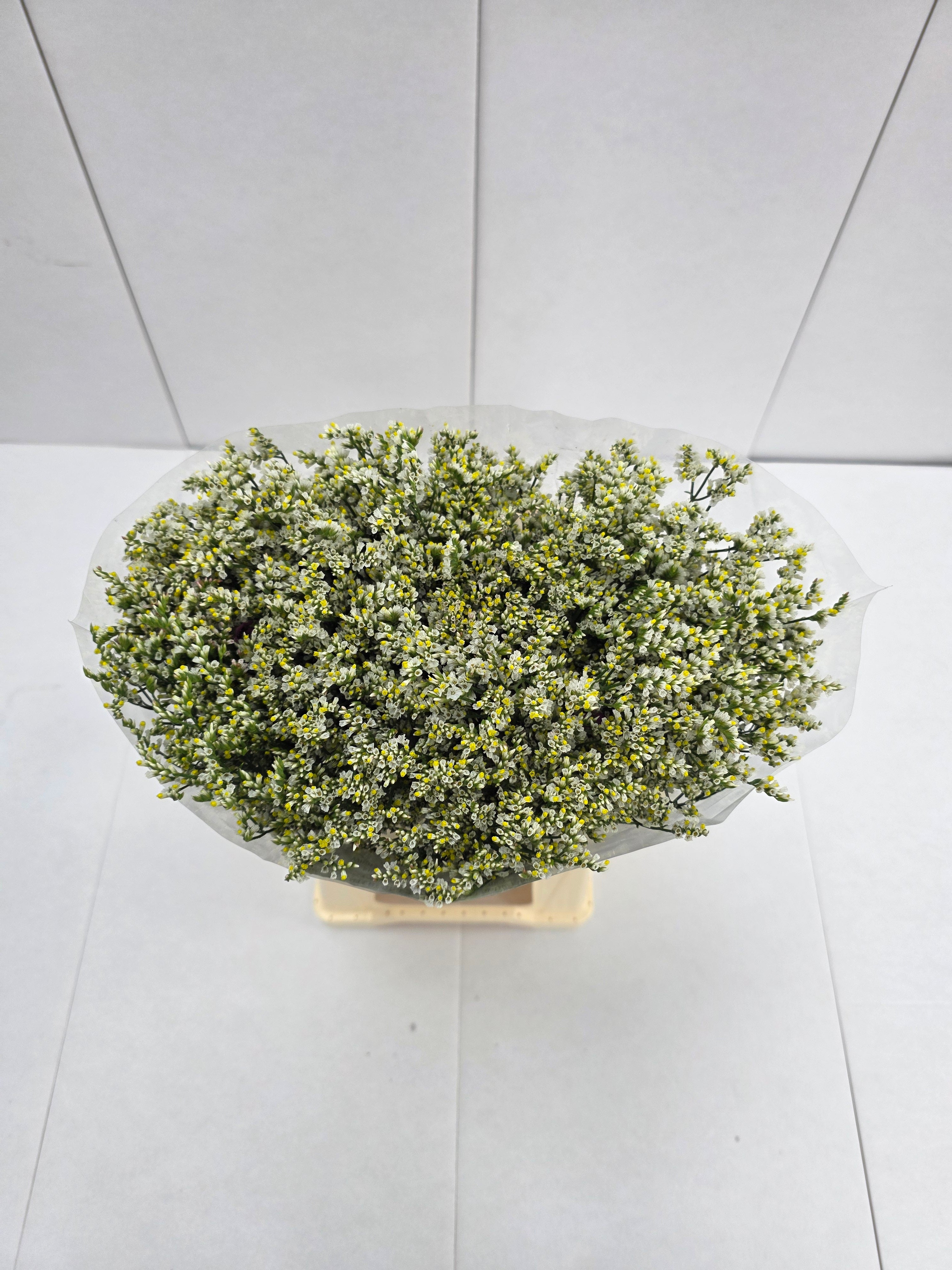 Farm Fresh Limonium Sinuatum China White(Bunch of 25 stems, Length 70cm)
