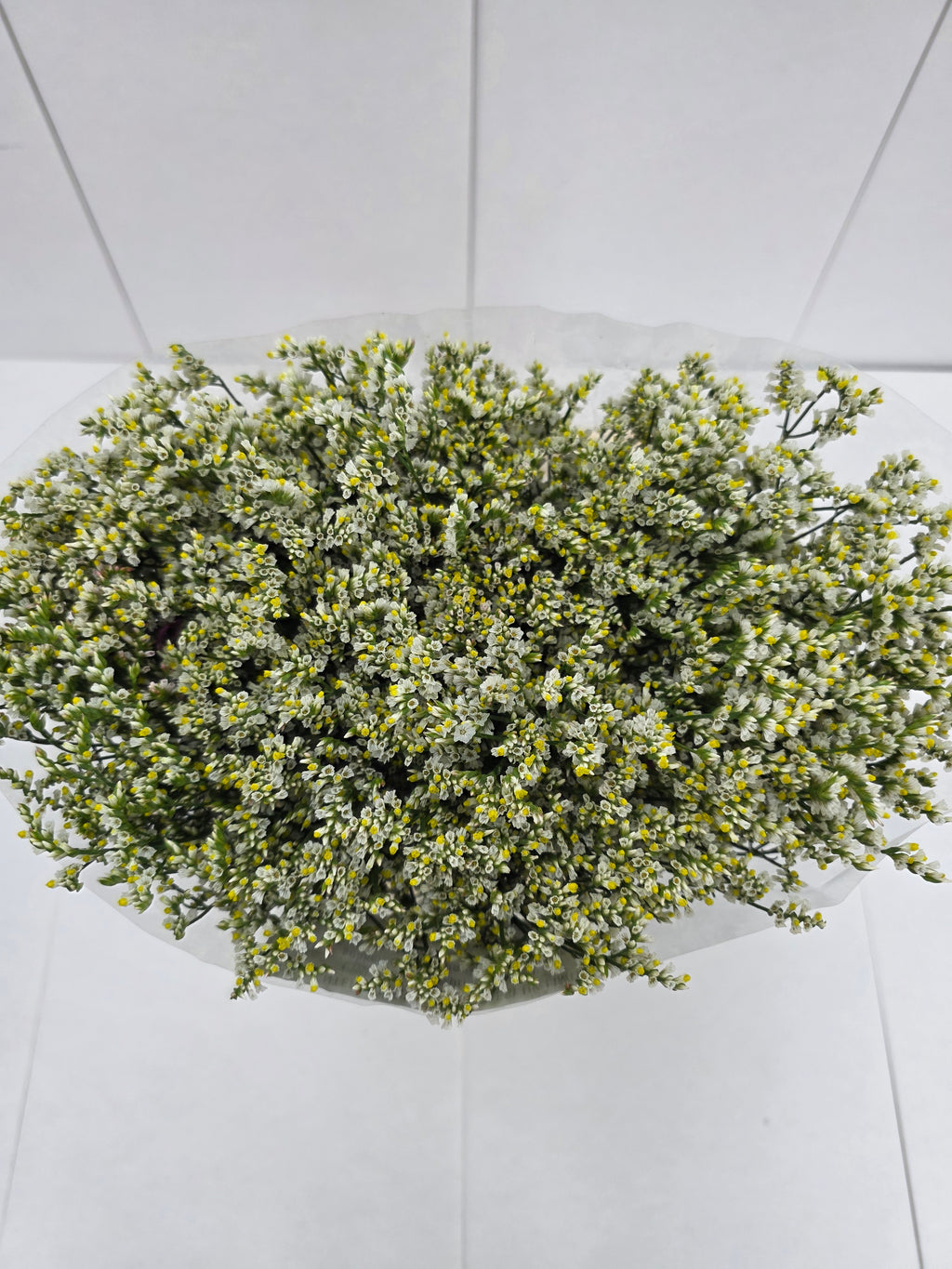Farm Fresh Limonium Sinuatum China White(Bunch of 25 stems, Length 70cm)