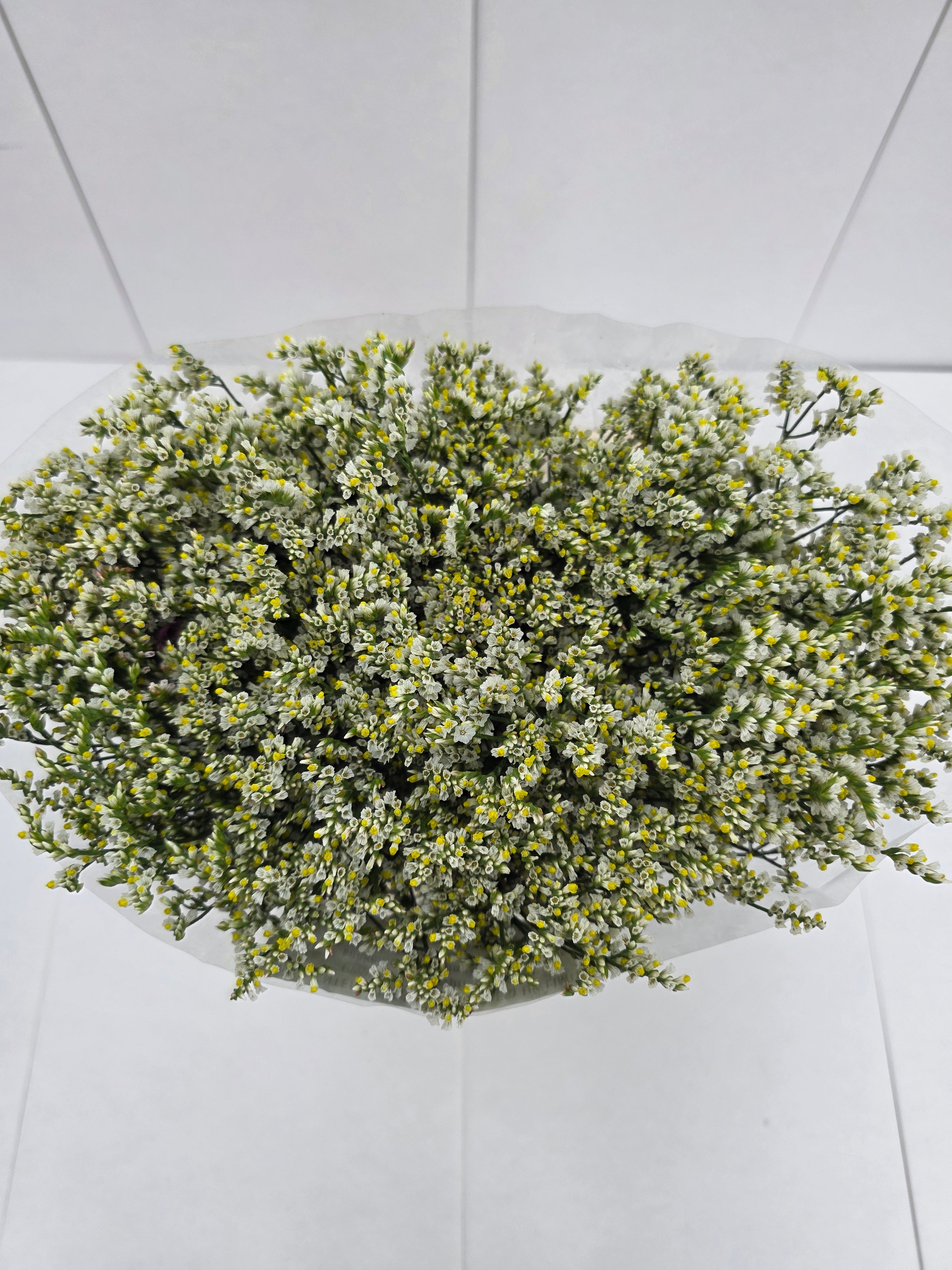 Farm Fresh Limonium Sinuatum China White(Bunch of 25 stems, Length 70cm)