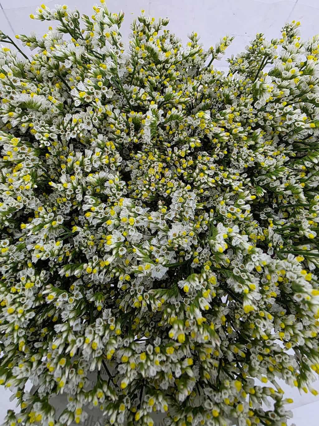 Farm Fresh Limonium Sinuatum China White(Bunch of 25 stems, Length 70cm)