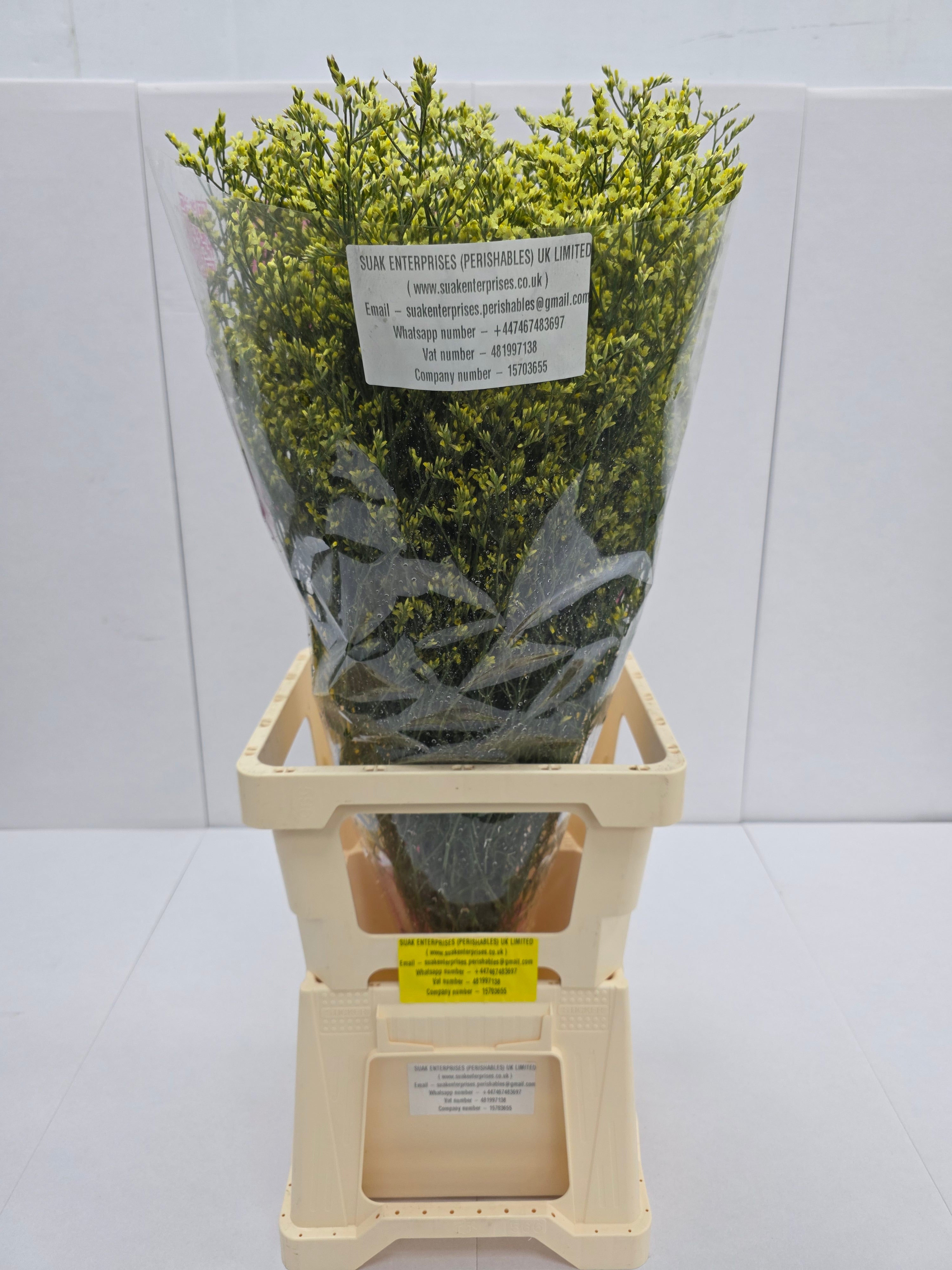 Farm Fresh Limonium Sinuatum China Yellow(Bunch of 25 stems, Length 80cm)