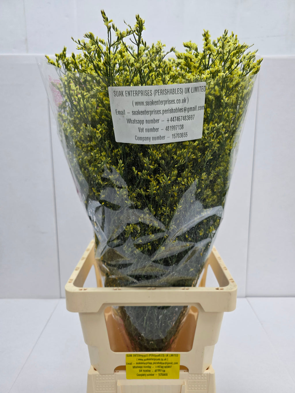 Farm Fresh Limonium Sinuatum China Yellow(Bunch of 25 stems, Length 80cm)