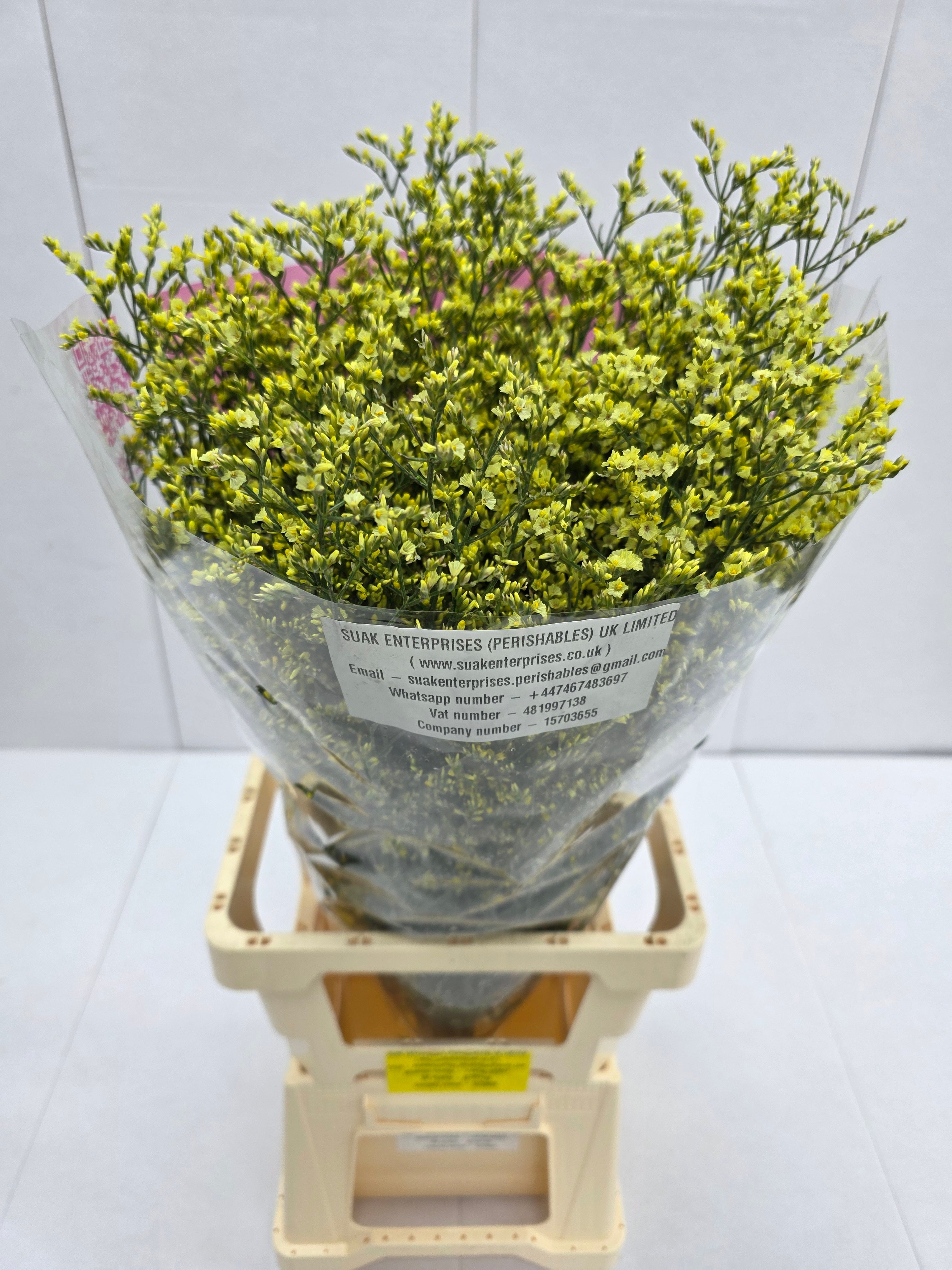 Farm Fresh Limonium Sinuatum China Yellow(Bunch of 25 stems, Length 80cm)