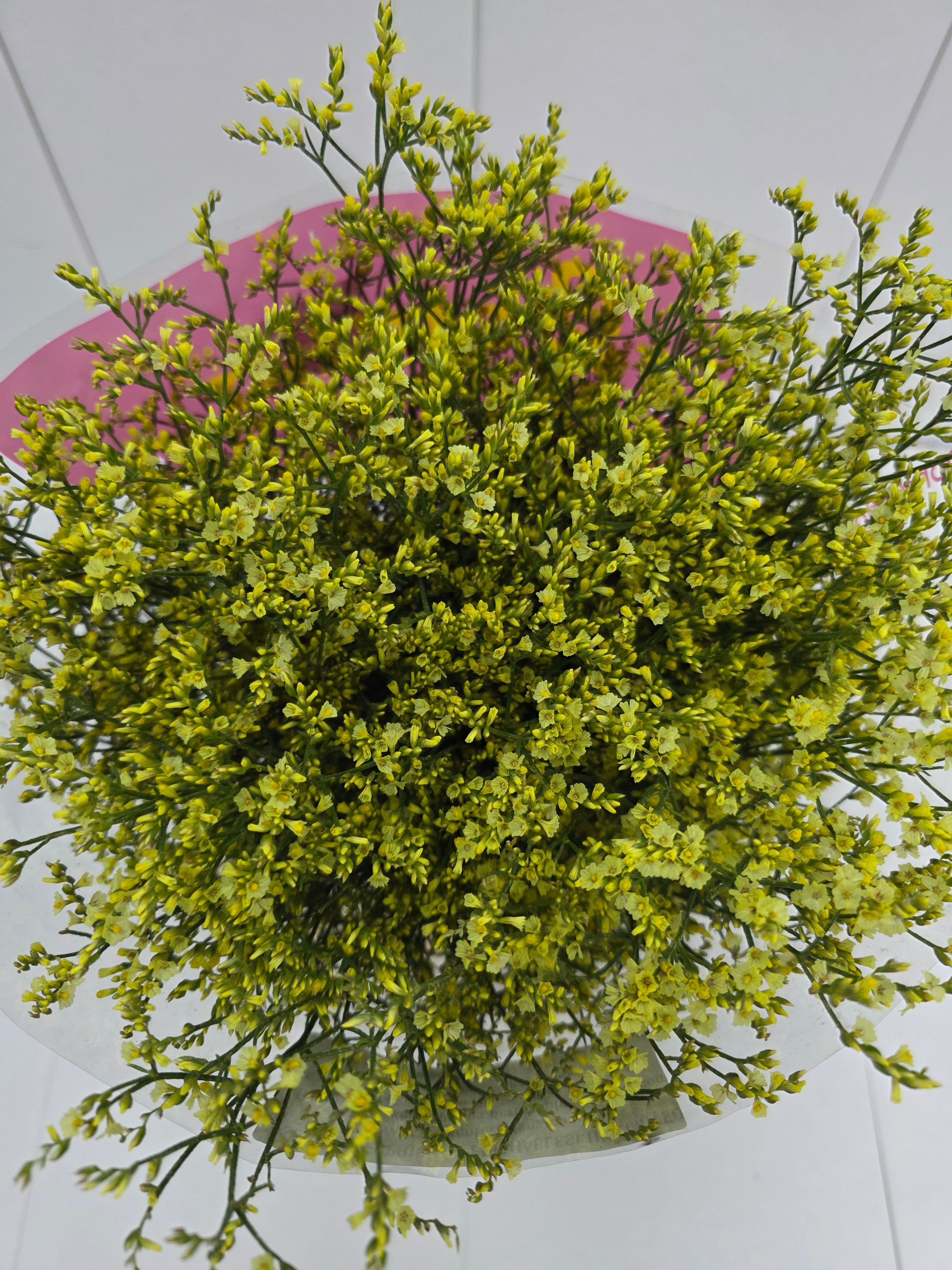 Farm Fresh Limonium Sinuatum China Yellow(Bunch of 25 stems, Length 80cm)