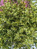 Farm Fresh Limonium Sinuatum China Yellow(Bunch of 25 stems, Length 80cm)