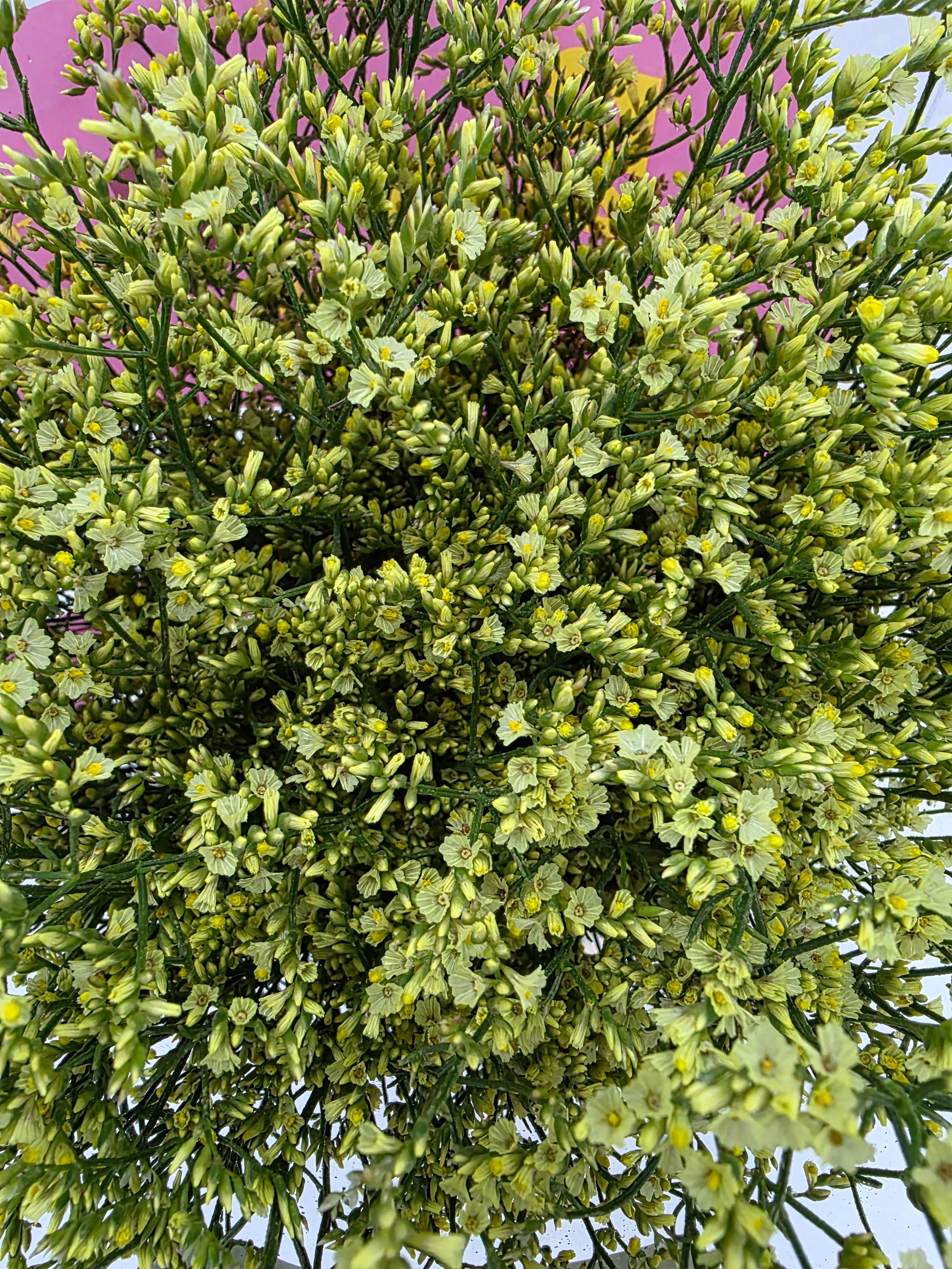 Farm Fresh Limonium Sinuatum China Yellow(Bunch of 25 stems, Length 80cm)