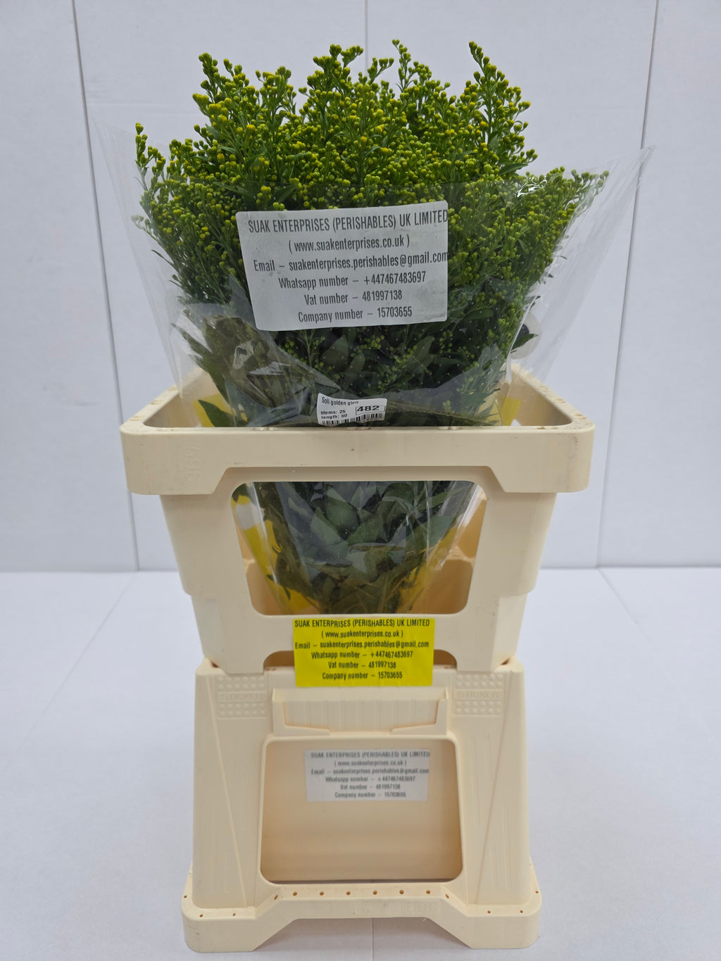 Farm Fresh Soli Golden Glory ( Bunch of 25stems, Length 60cm)