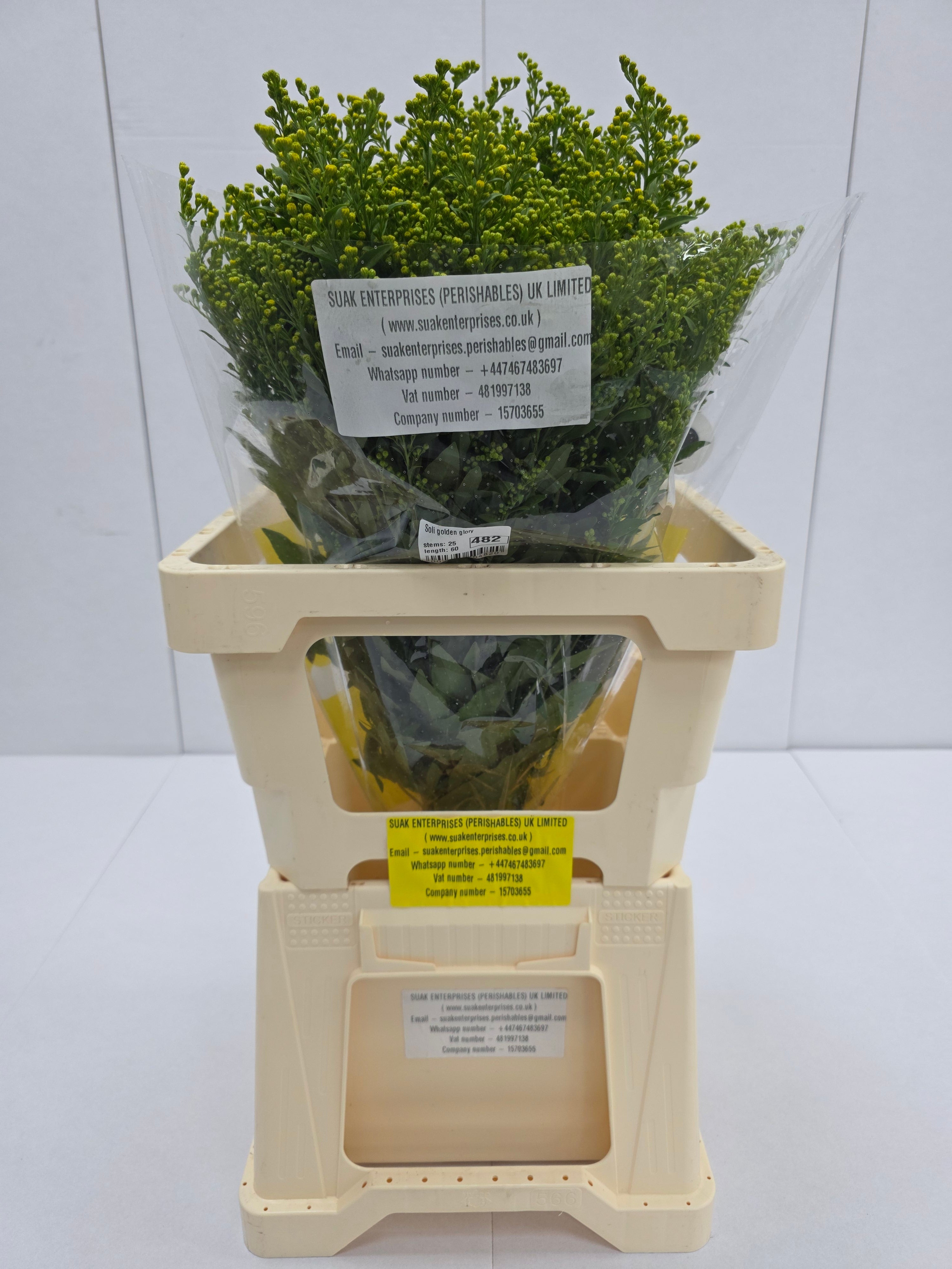 Farm Fresh Soli Golden Glory ( Bunch of 25stems, Length 60cm)