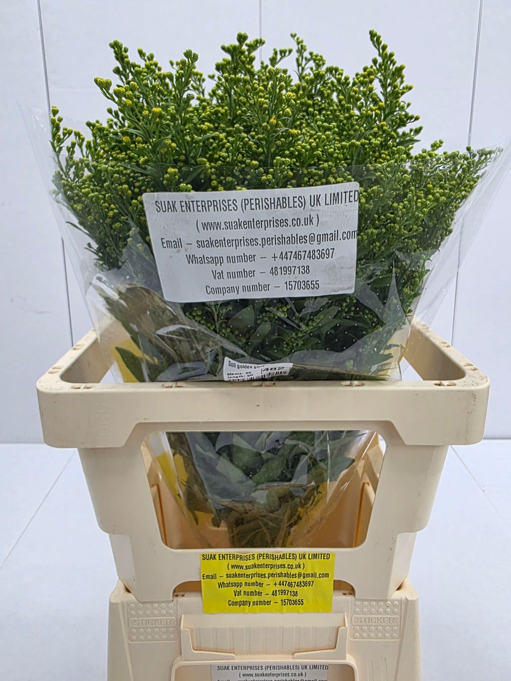 Farm Fresh Soli Golden Glory ( Bunch of 25stems, Length 60cm)