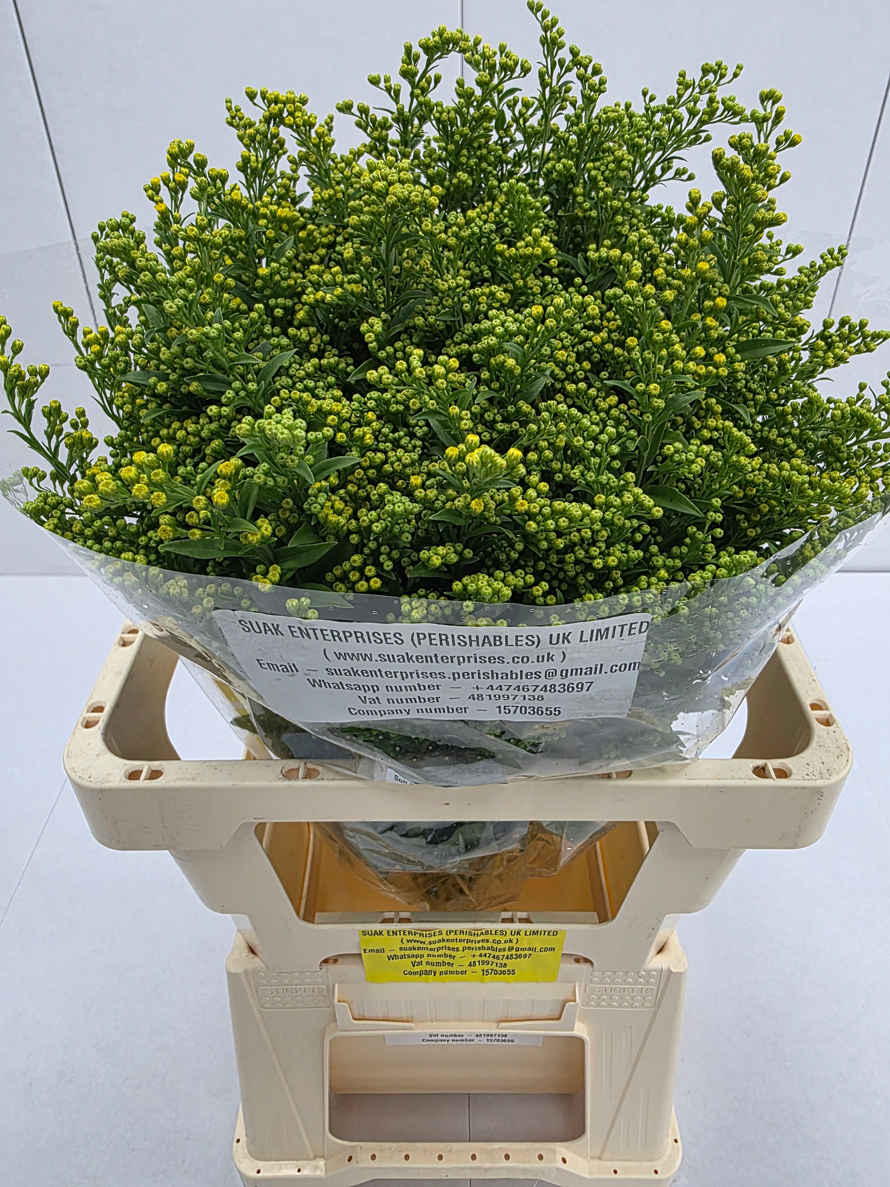 Farm Fresh Soli Golden Glory ( Bunch of 25stems, Length 60cm)