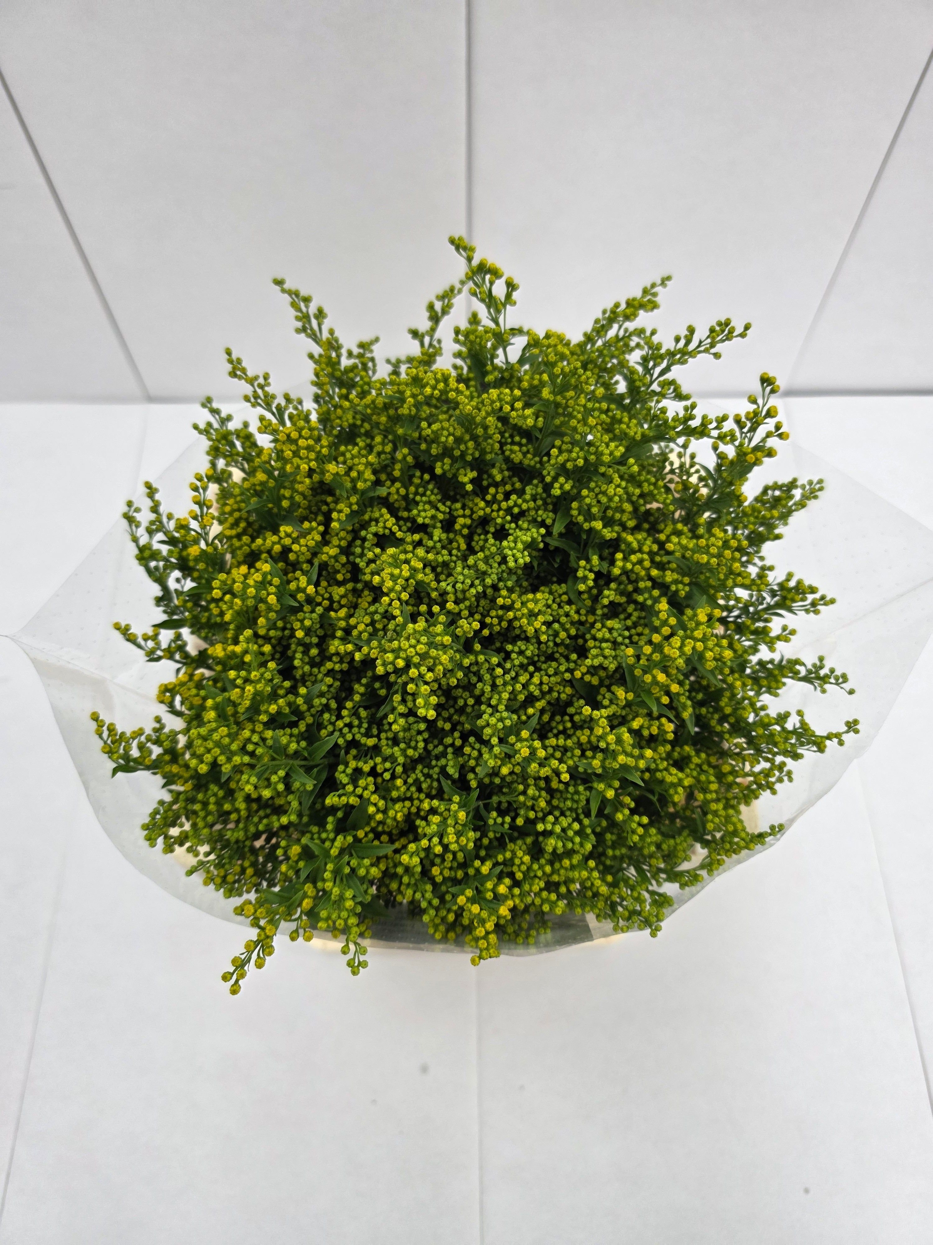 Farm Fresh Soli Golden Glory ( Bunch of 25stems, Length 60cm)