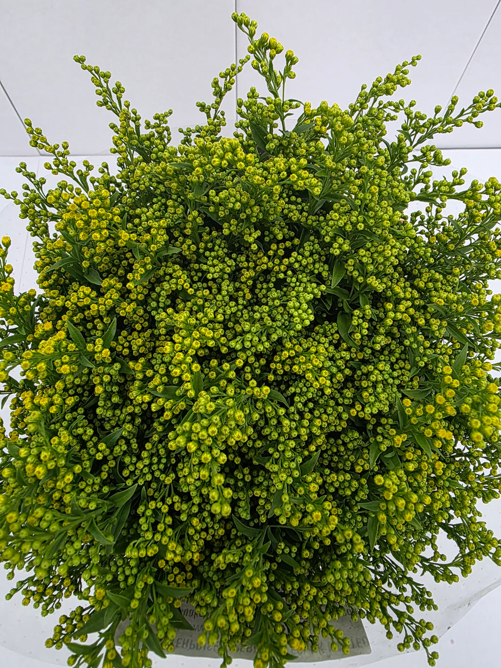 Farm Fresh Soli Golden Glory ( Bunch of 25stems, Length 60cm)