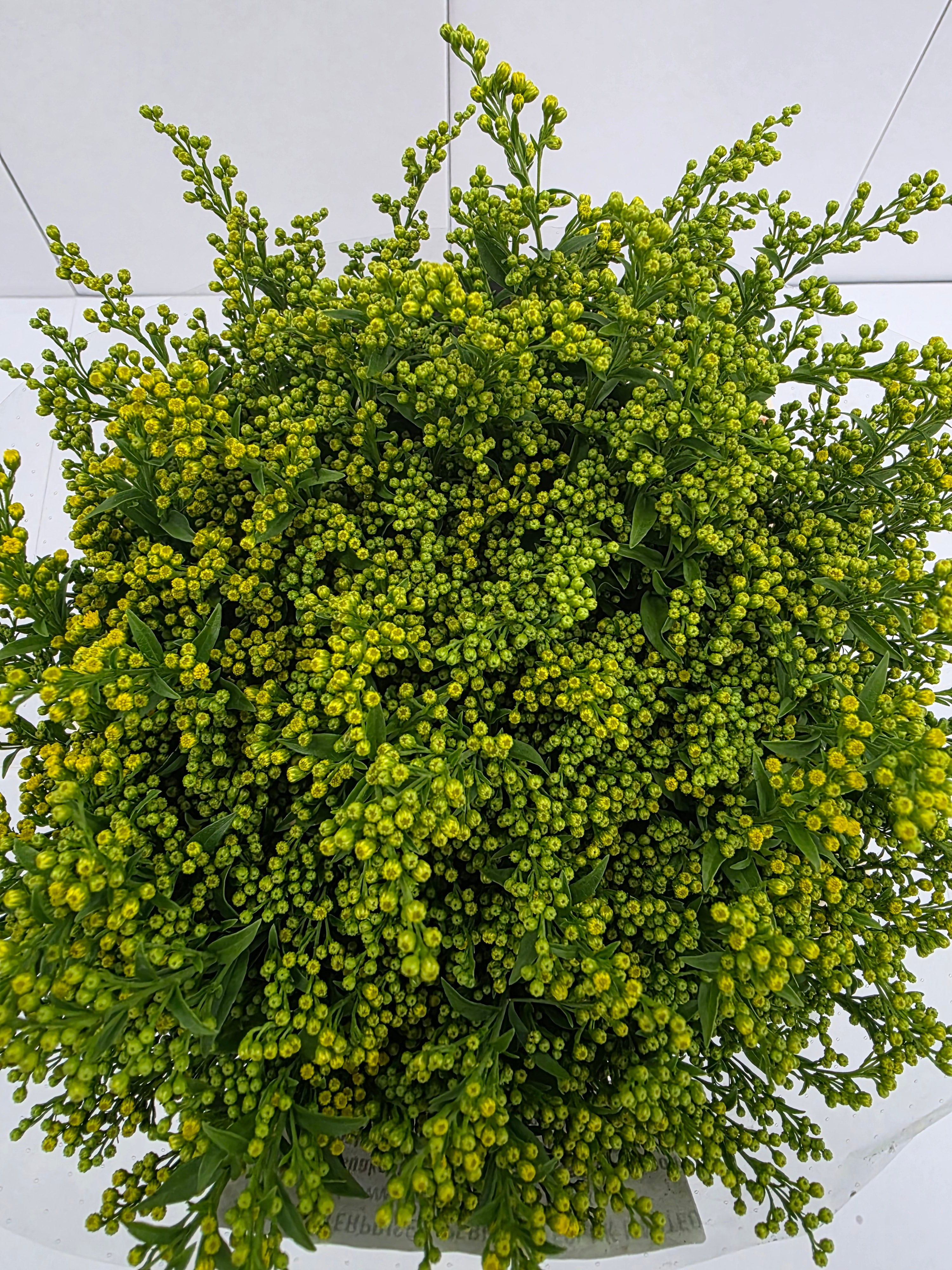 Farm Fresh Soli Golden Glory ( Bunch of 25stems, Length 60cm)