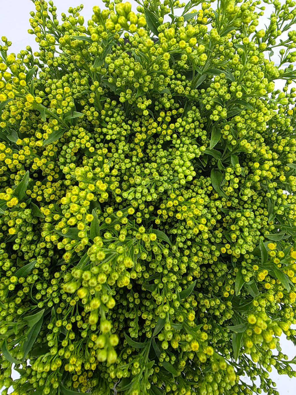 Farm Fresh Soli Golden Glory ( Bunch of 25stems, Length 60cm)