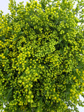 Farm Fresh Soli Golden Glory ( Bunch of 25stems, Length 60cm)