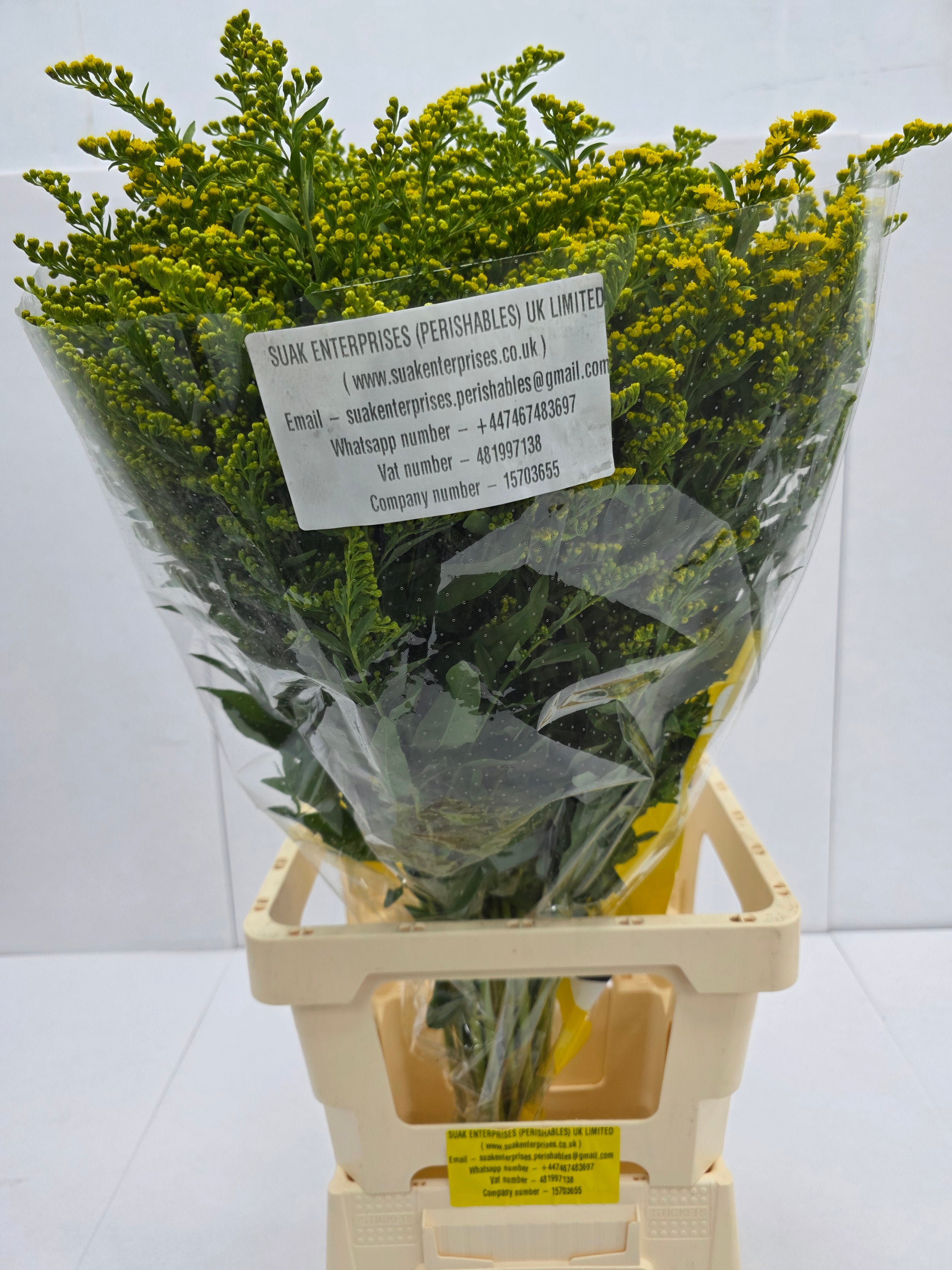 Farm Fresh Soli Golden Glory (Bunch of 25 stems, Length 80cm)
