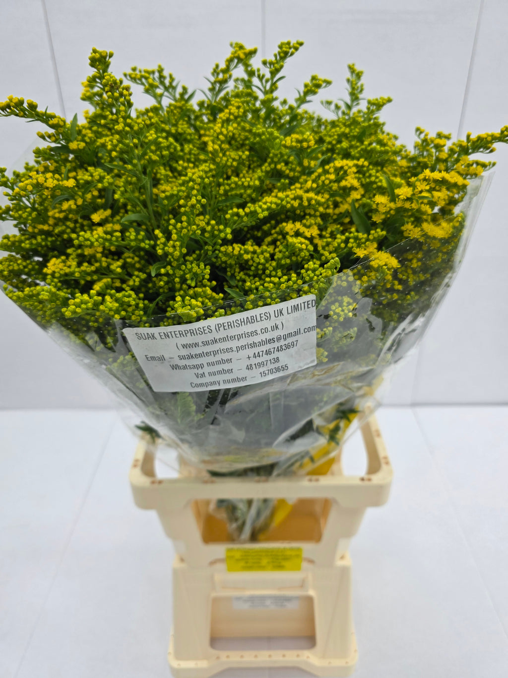 Farm Fresh Soli Golden Glory (Bunch of 25 stems, Length 80cm)