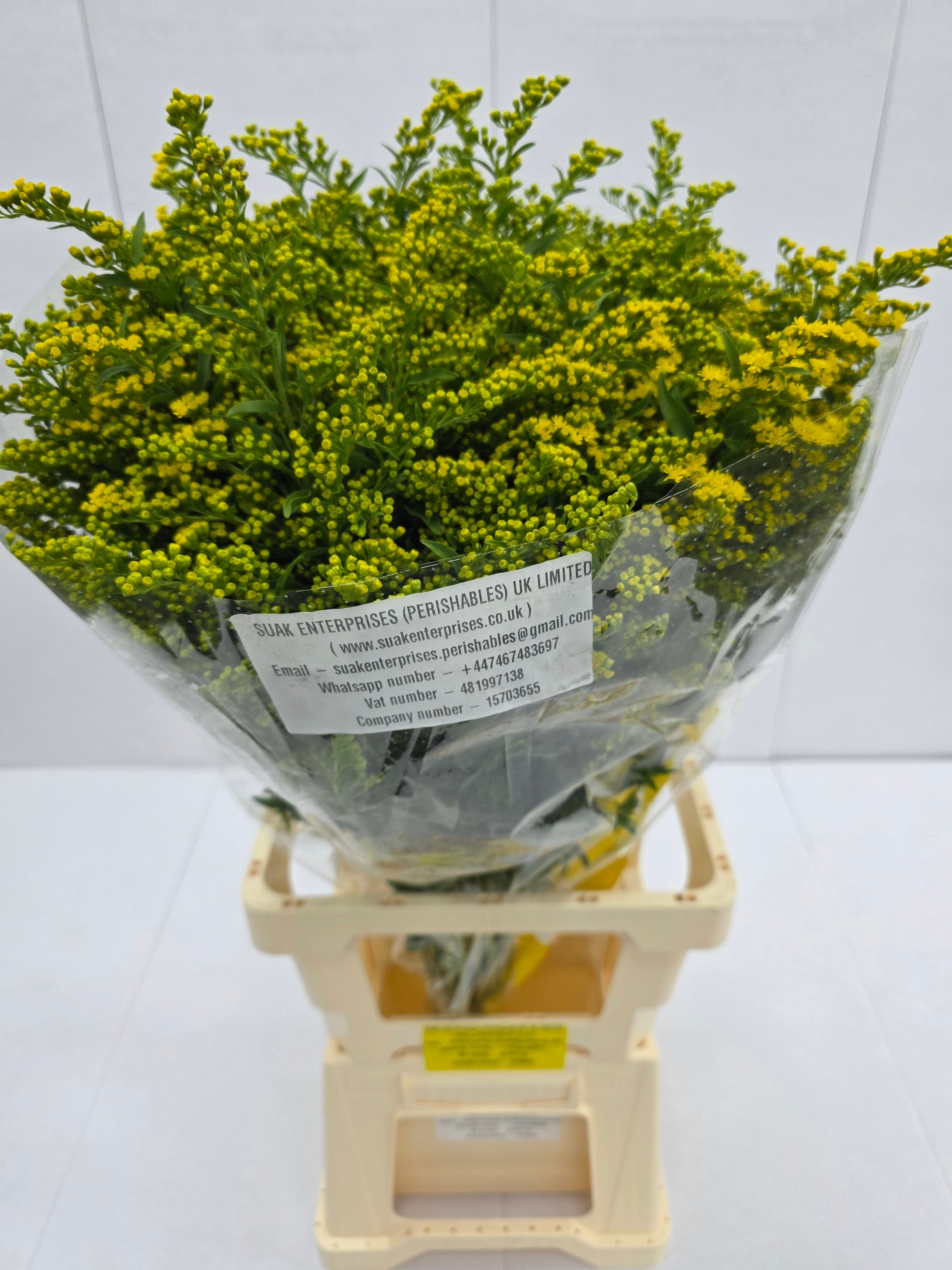 Farm Fresh Soli Golden Glory (Bunch of 25 stems, Length 80cm)