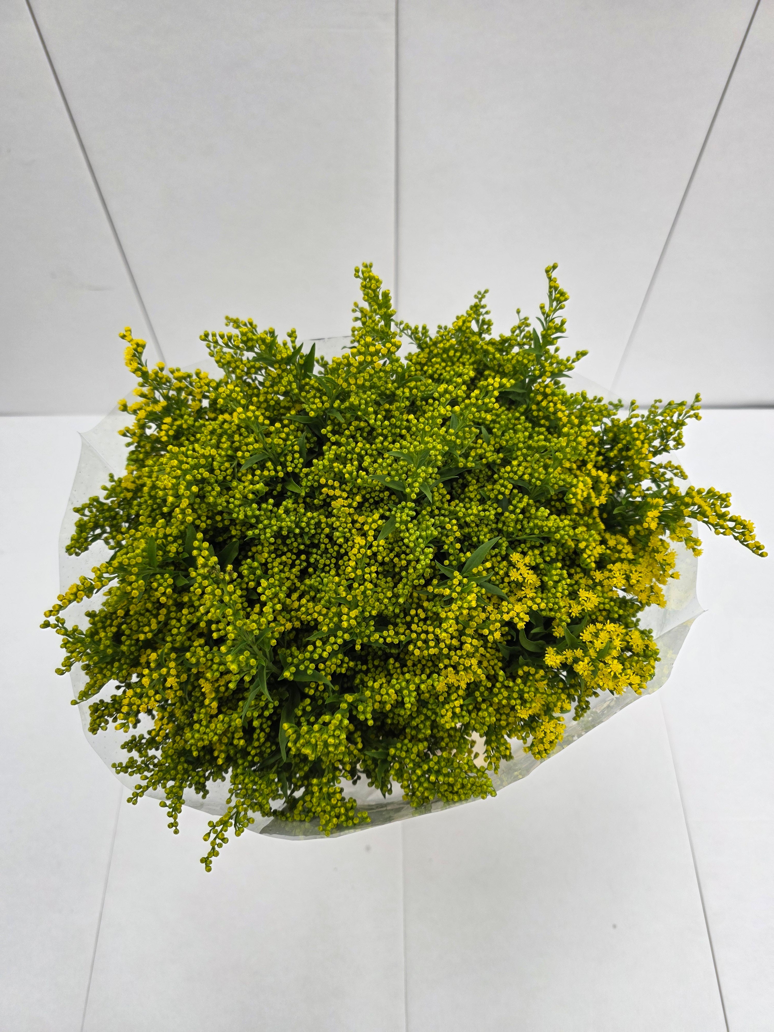 Farm Fresh Soli Golden Glory (Bunch of 25 stems, Length 80cm)