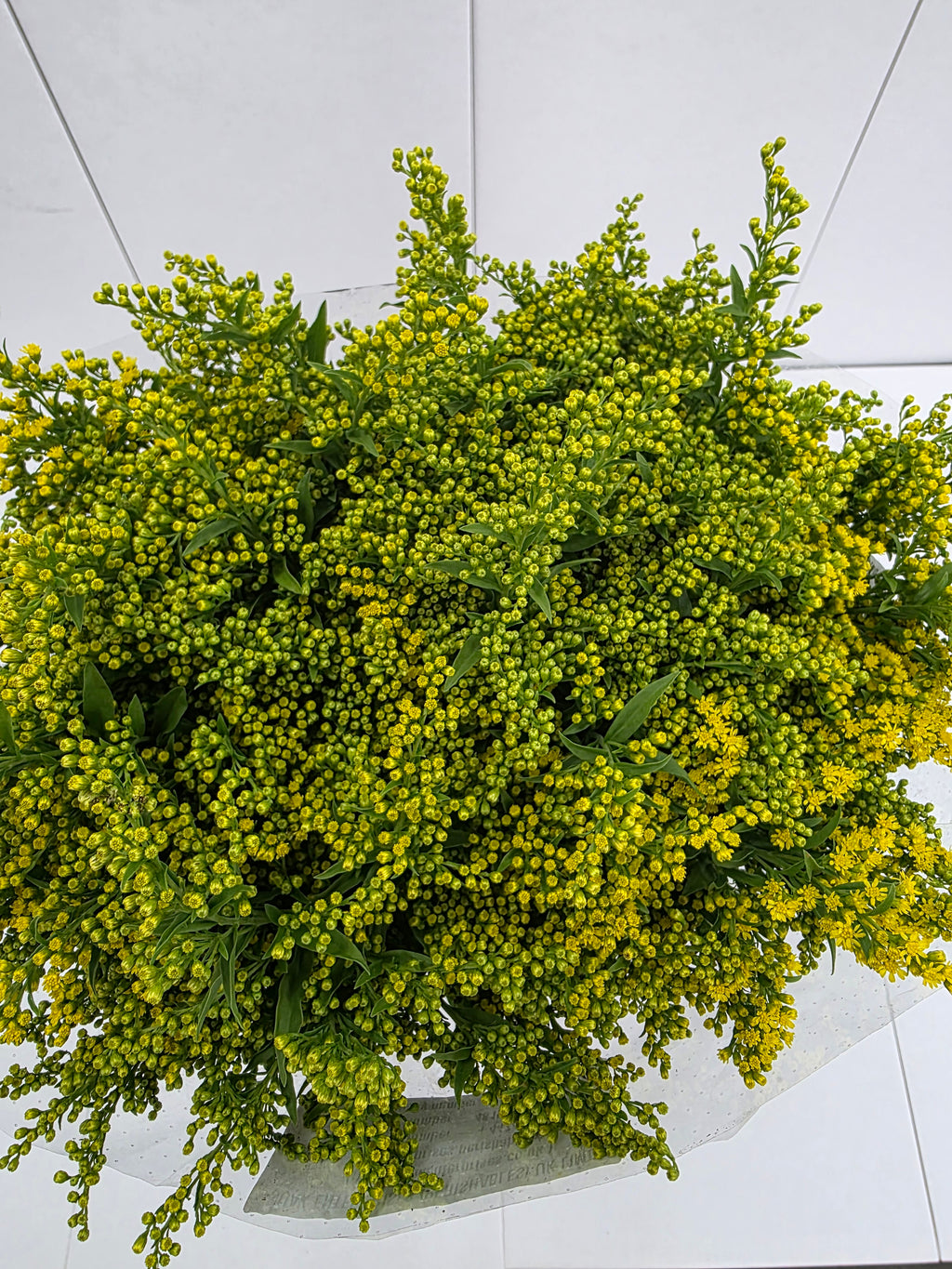 Farm Fresh Soli Golden Glory (Bunch of 25 stems, Length 80cm)
