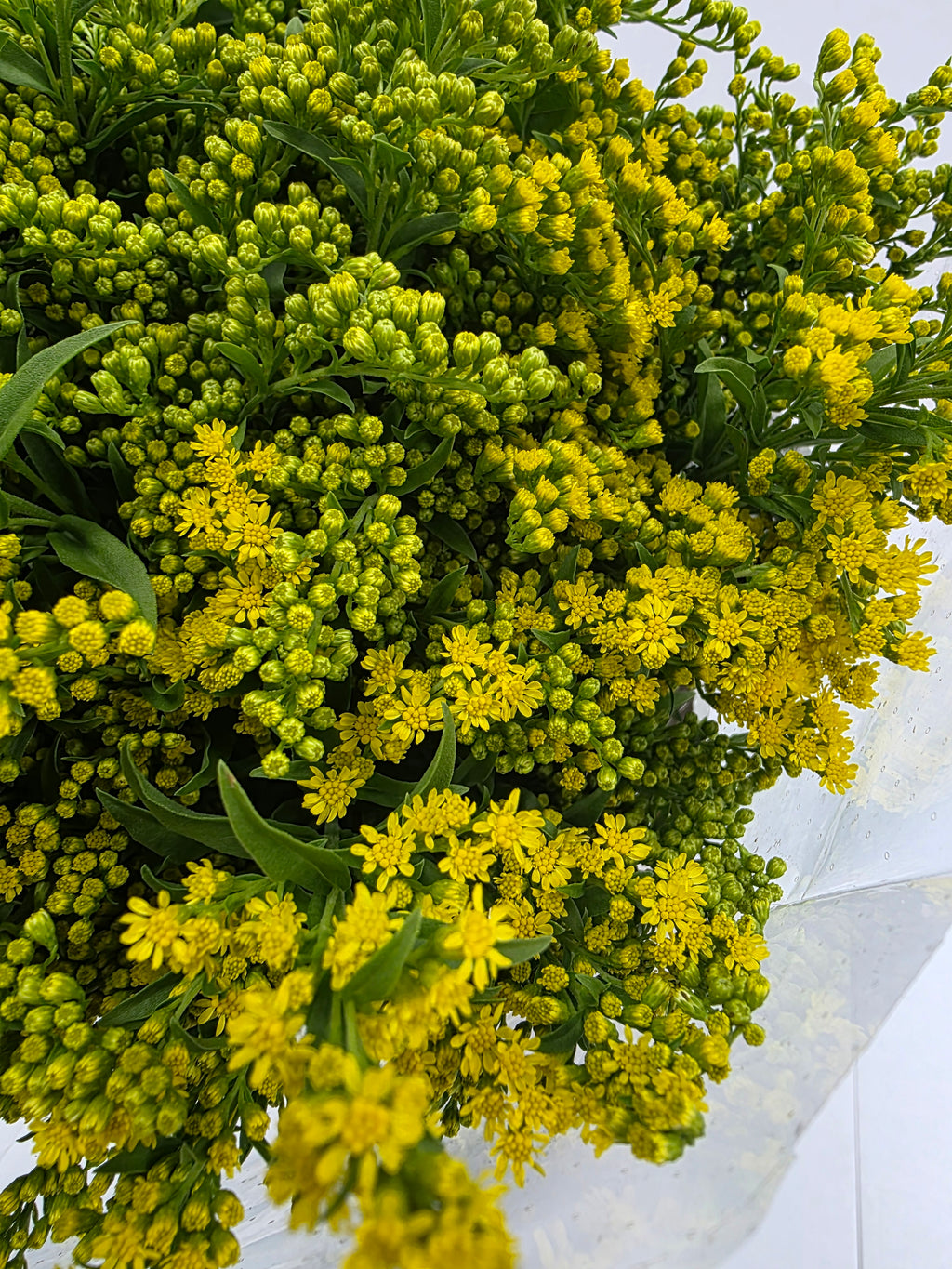 Farm Fresh Soli Golden Glory (Bunch of 25 stems, Length 80cm)