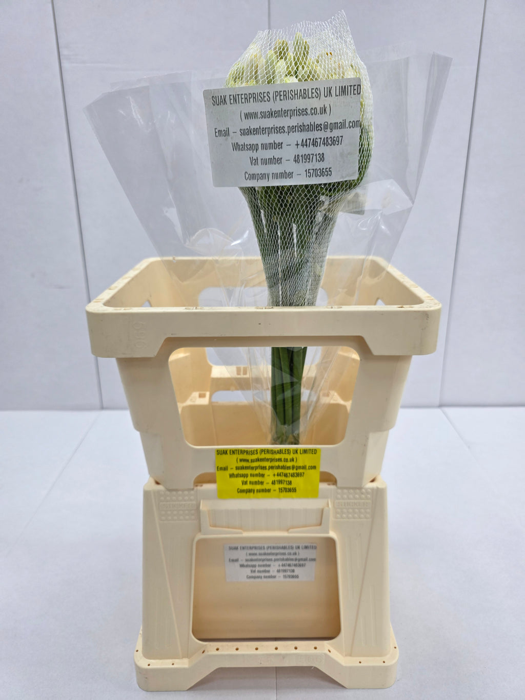 Farm Fresh Agapanthus Gletsjer White(Bunch of 10 Stems, Length 60cm)