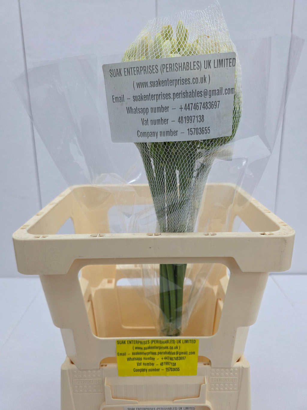 Farm Fresh Agapanthus Gletsjer White(Bunch of 10 Stems, Length 60cm)