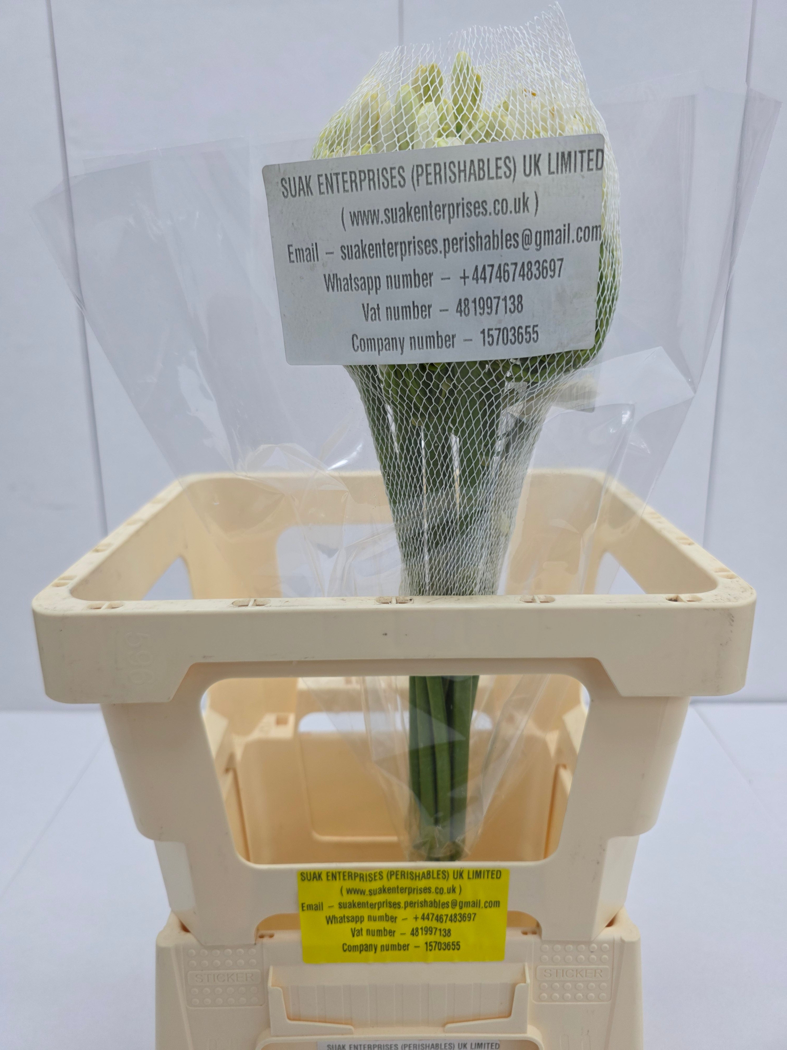 Farm Fresh Agapanthus Gletsjer White(Bunch of 10 Stems, Length 60cm)