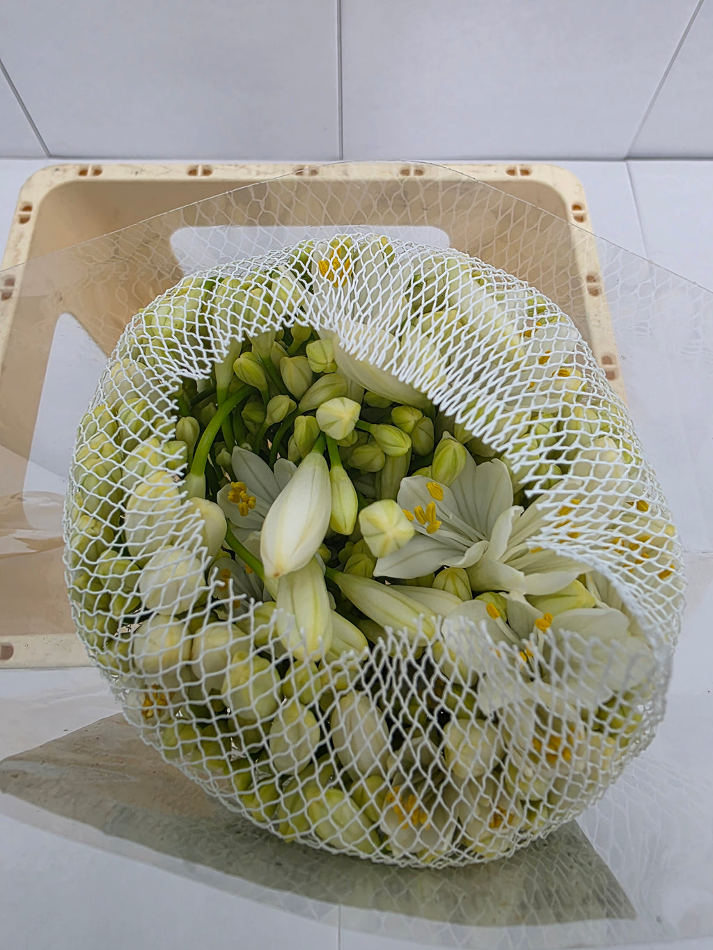 Farm Fresh Agapanthus Gletsjer White(Bunch of 10 Stems, Length 60cm)
