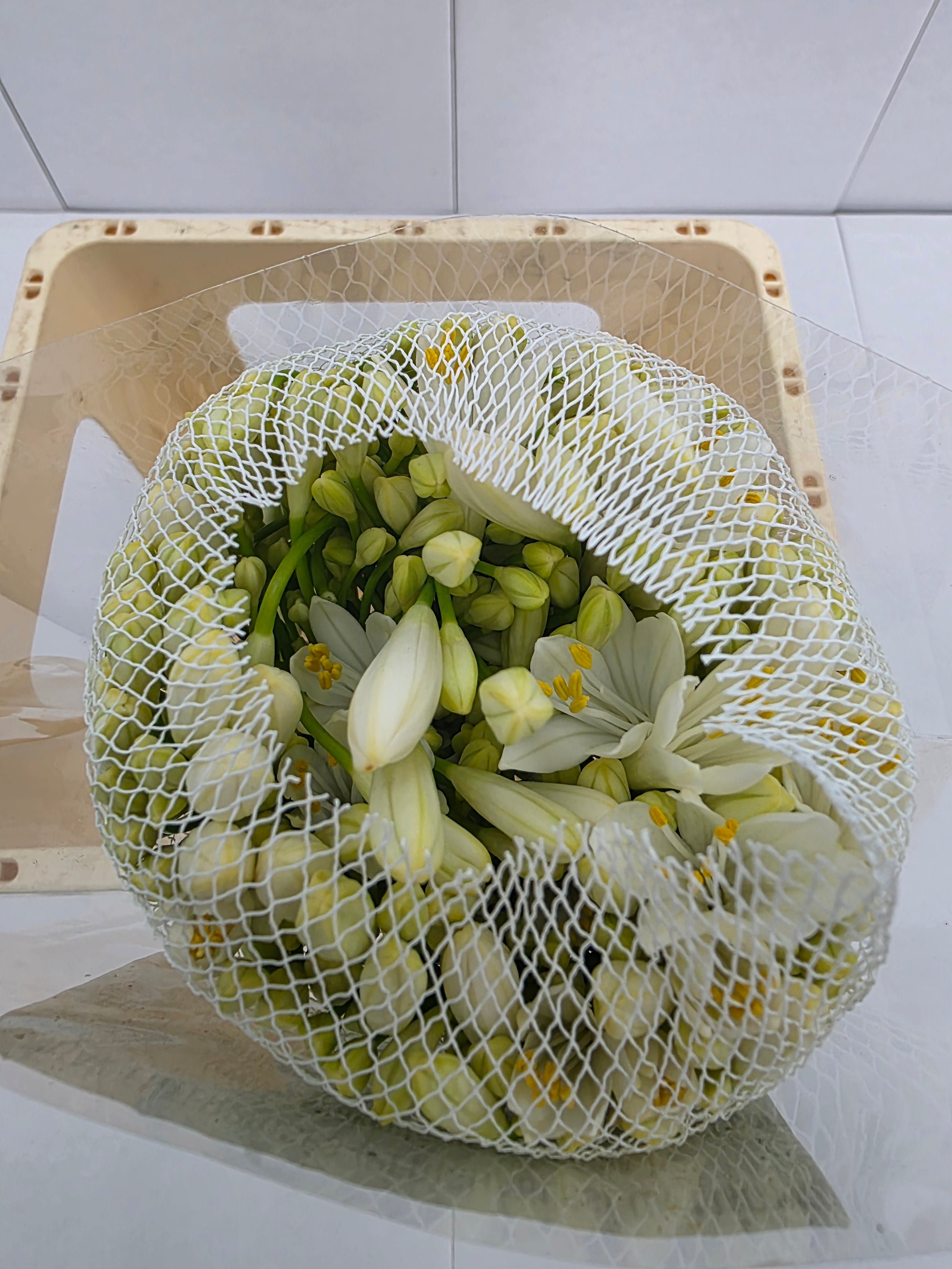 Farm Fresh Agapanthus Gletsjer White(Bunch of 10 Stems, Length 60cm)
