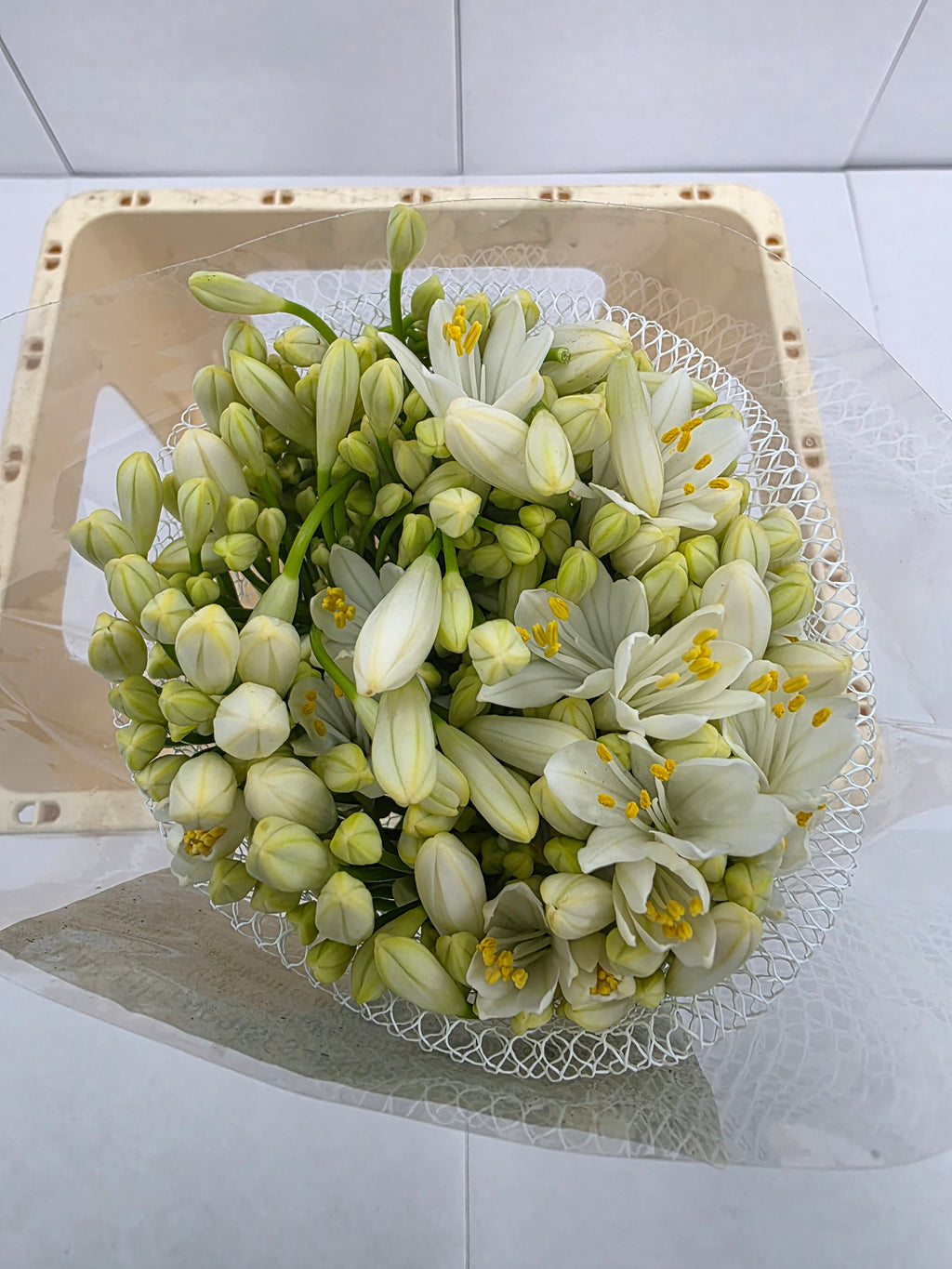 Farm Fresh Agapanthus Gletsjer White(Bunch of 10 Stems, Length 60cm)