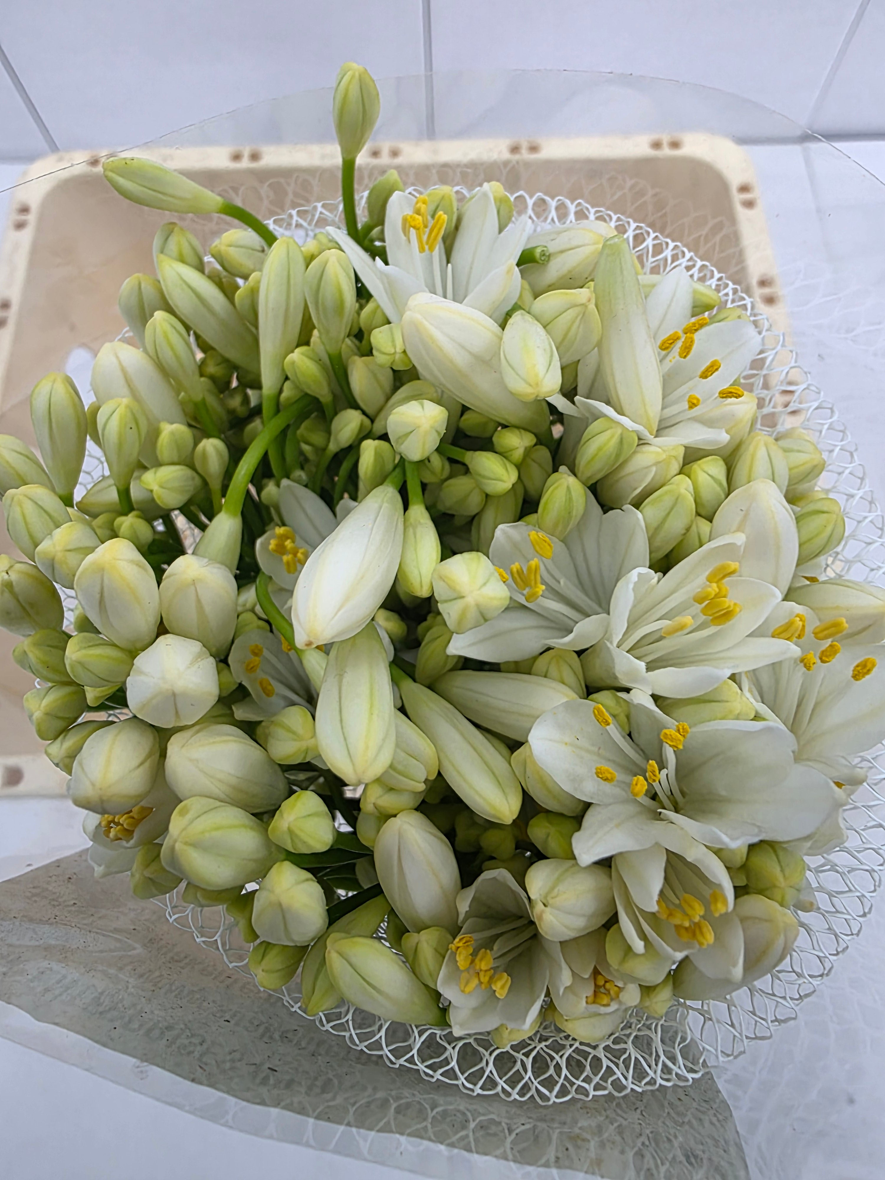 Farm Fresh Agapanthus Gletsjer White(Bunch of 10 Stems, Length 60cm)