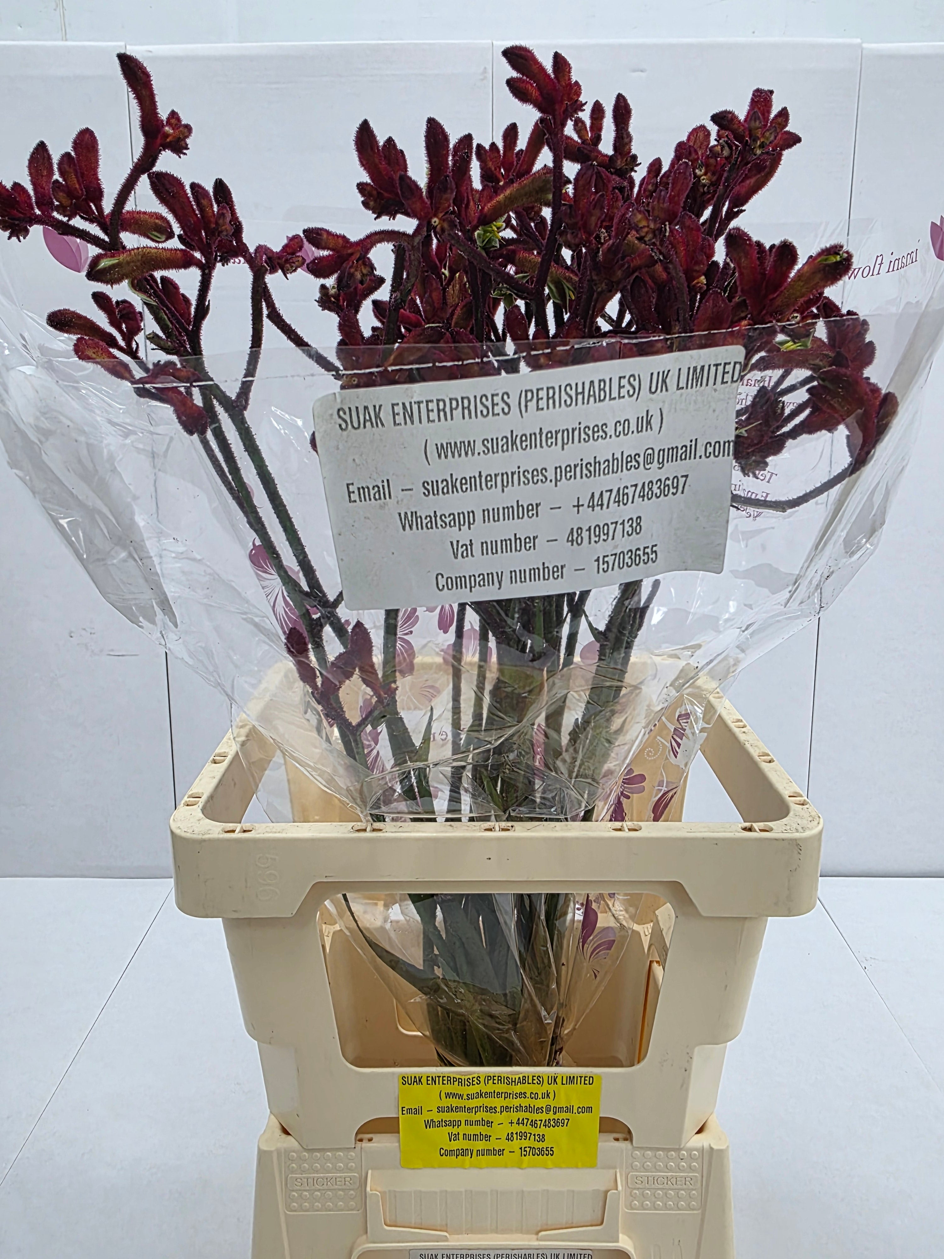 Farm Fresh Anigozanthos Early Spring(Bunch of 20 Stems, Length 70cm)